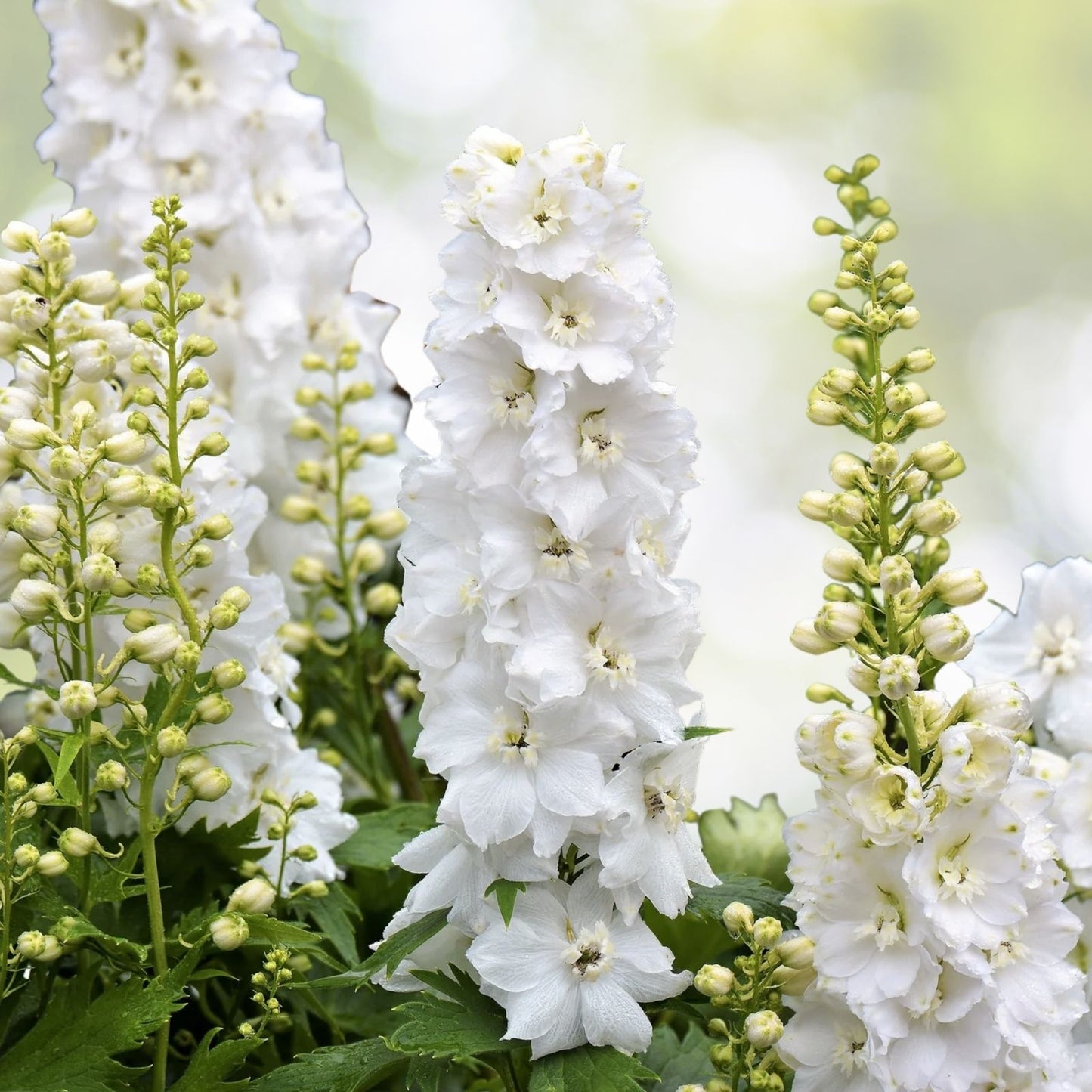 White King Larkspur Seeds - Pre-Stratified, Delphinium consolida, 30 Seeds, Free Shipping