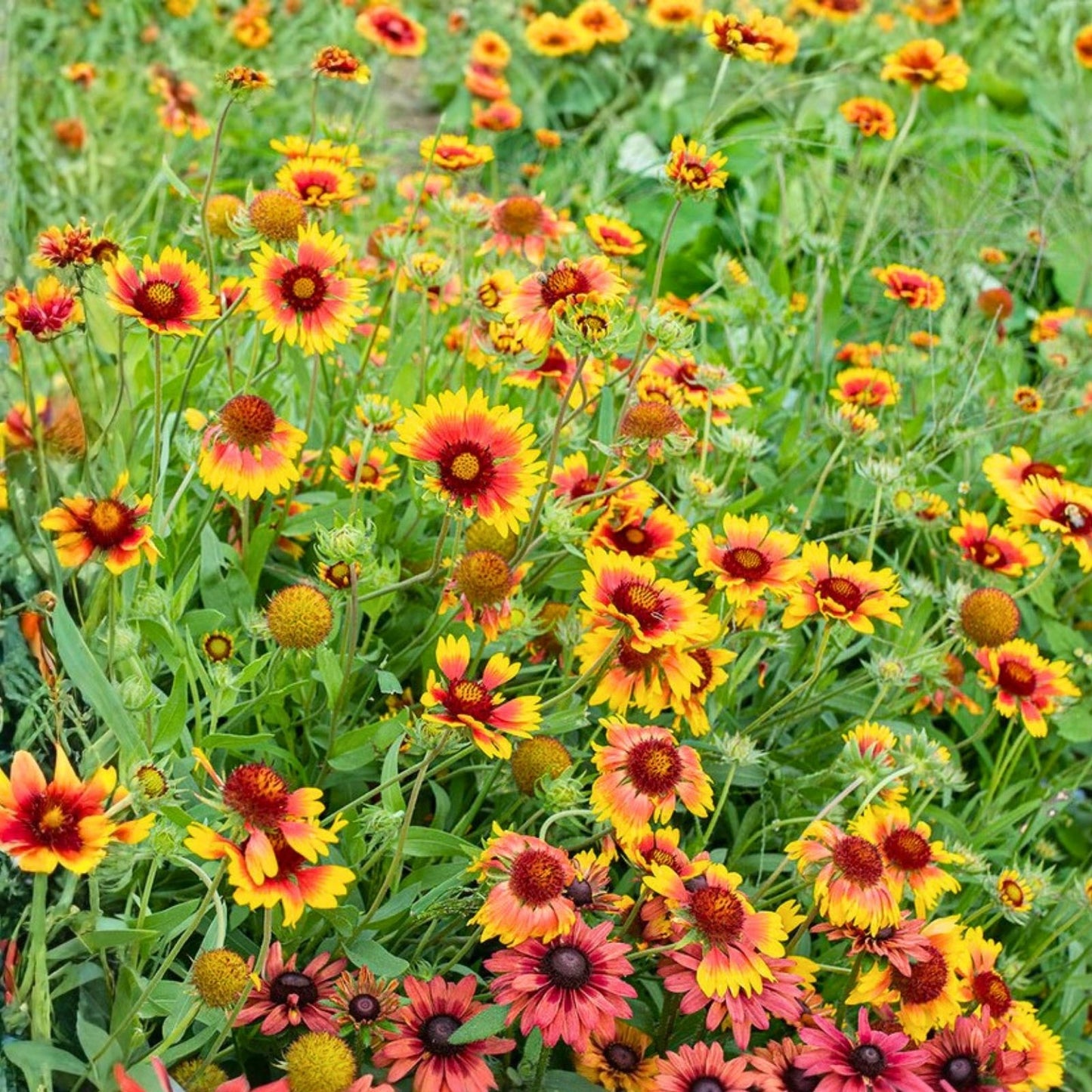 Finesse Blanket Flower Seeds 200 Non-GMO Gaillardia aristata Vibrant Color Garden Planting