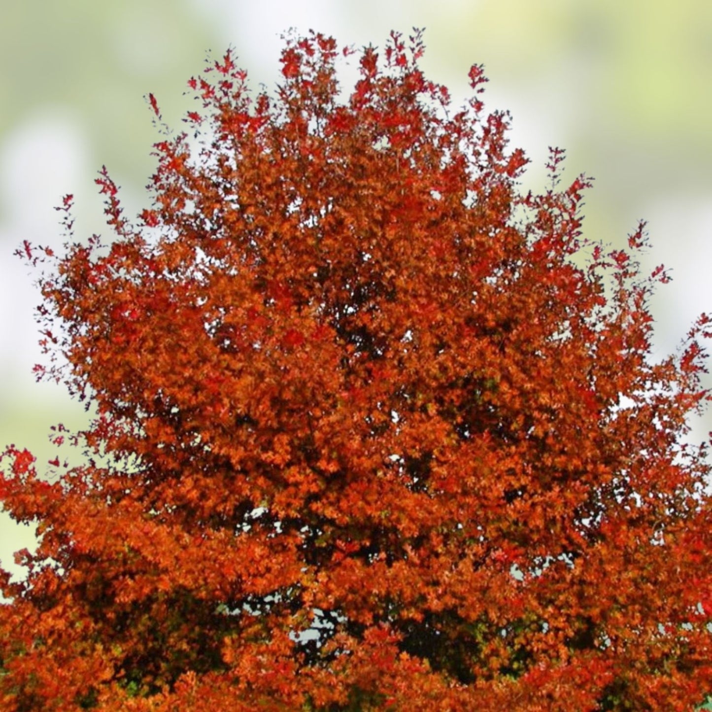 Cherrybark Oak Tree Live Plant Set of 2, 12-16" Bare Root, Quercus pagoda, Landscaping Garden Trees