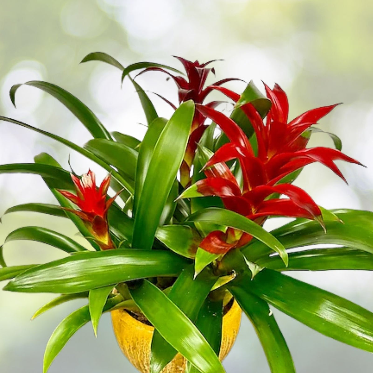 Bromeliad Plant 6" Pot Neoregelia Purple Passion Neoregelia 'Purple Passion' Indoor Tropical Houseplant