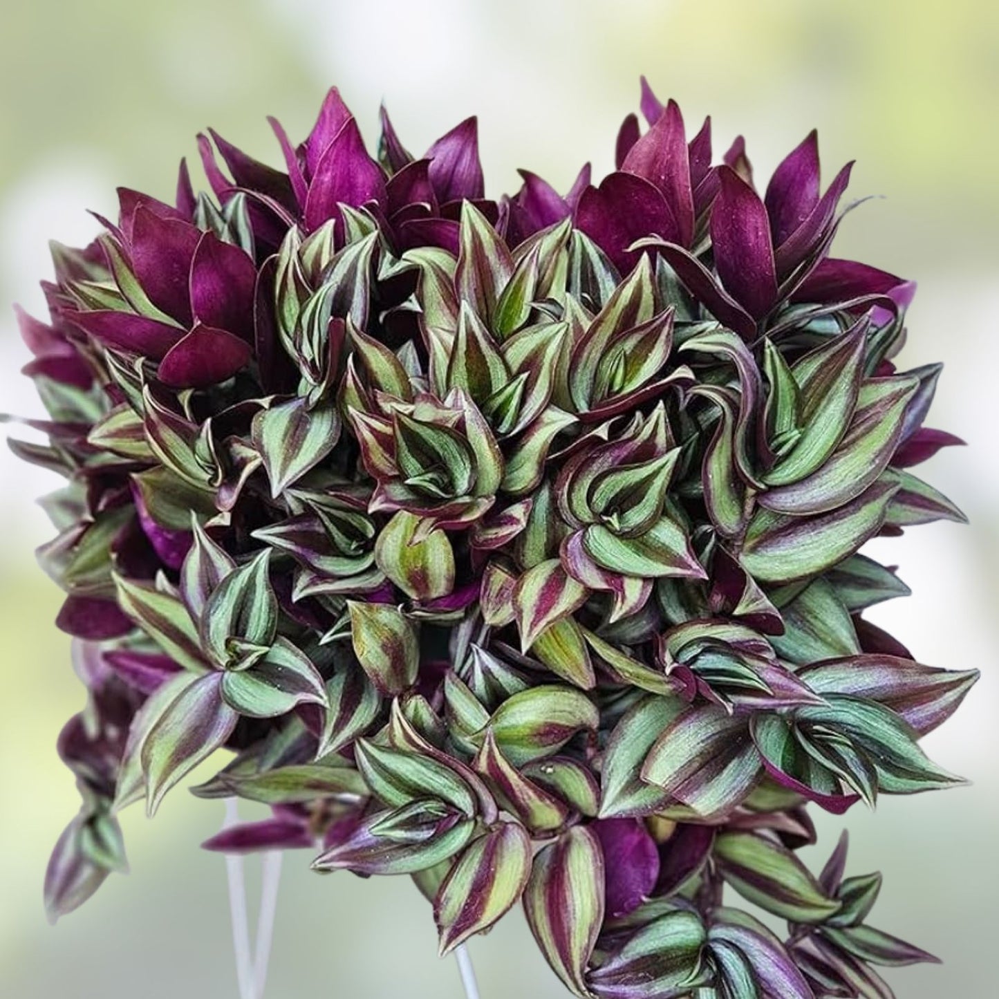 Tradescantia Cuttings 9 Pack - Inch Plant, Purple & Green Variegated, Live Propagation Cuttings, Tradescantia zebrina