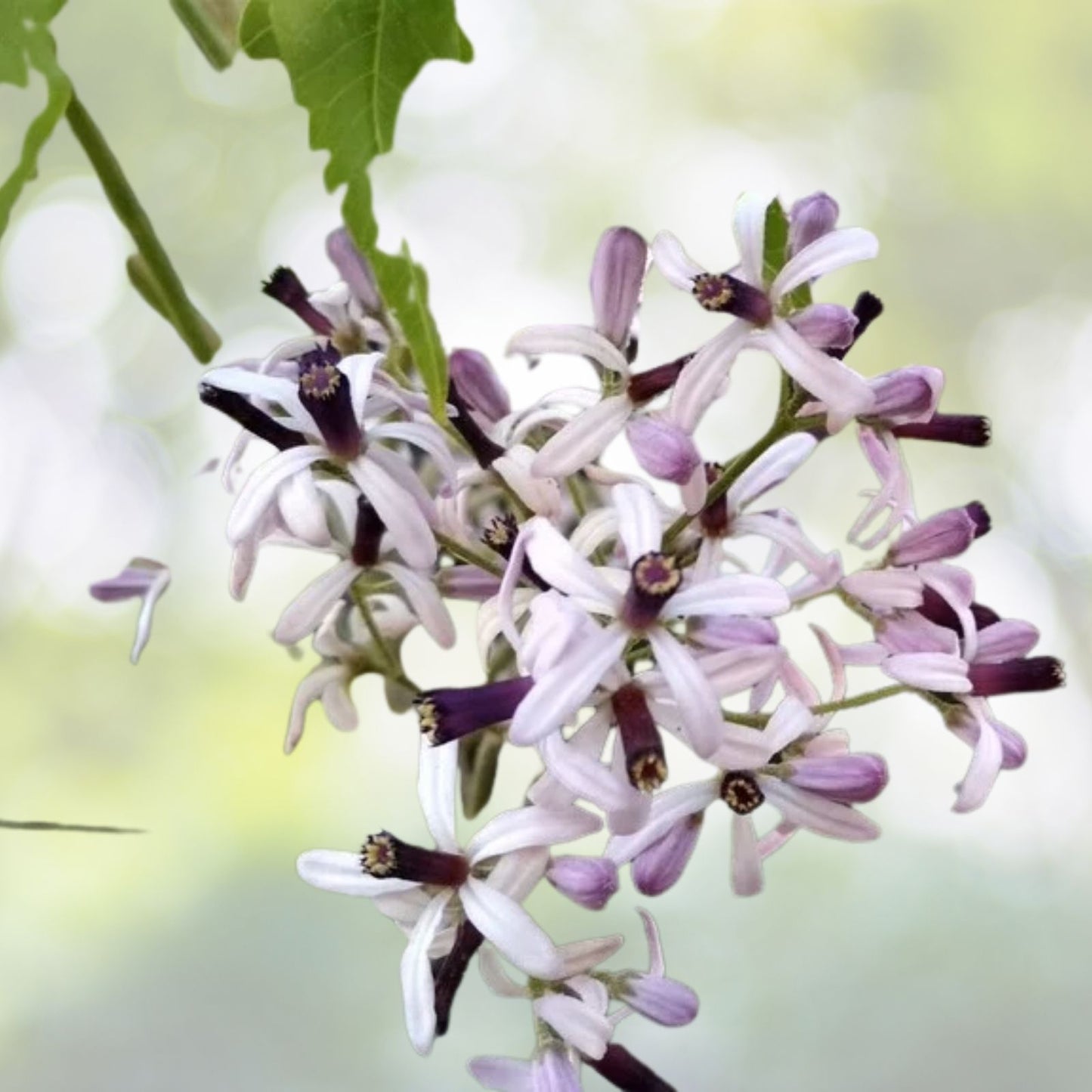 Persian Lilac Seeds - Fast Growing Sacred Tree - Melia azedarach - 30 Seeds - Free US Shipping