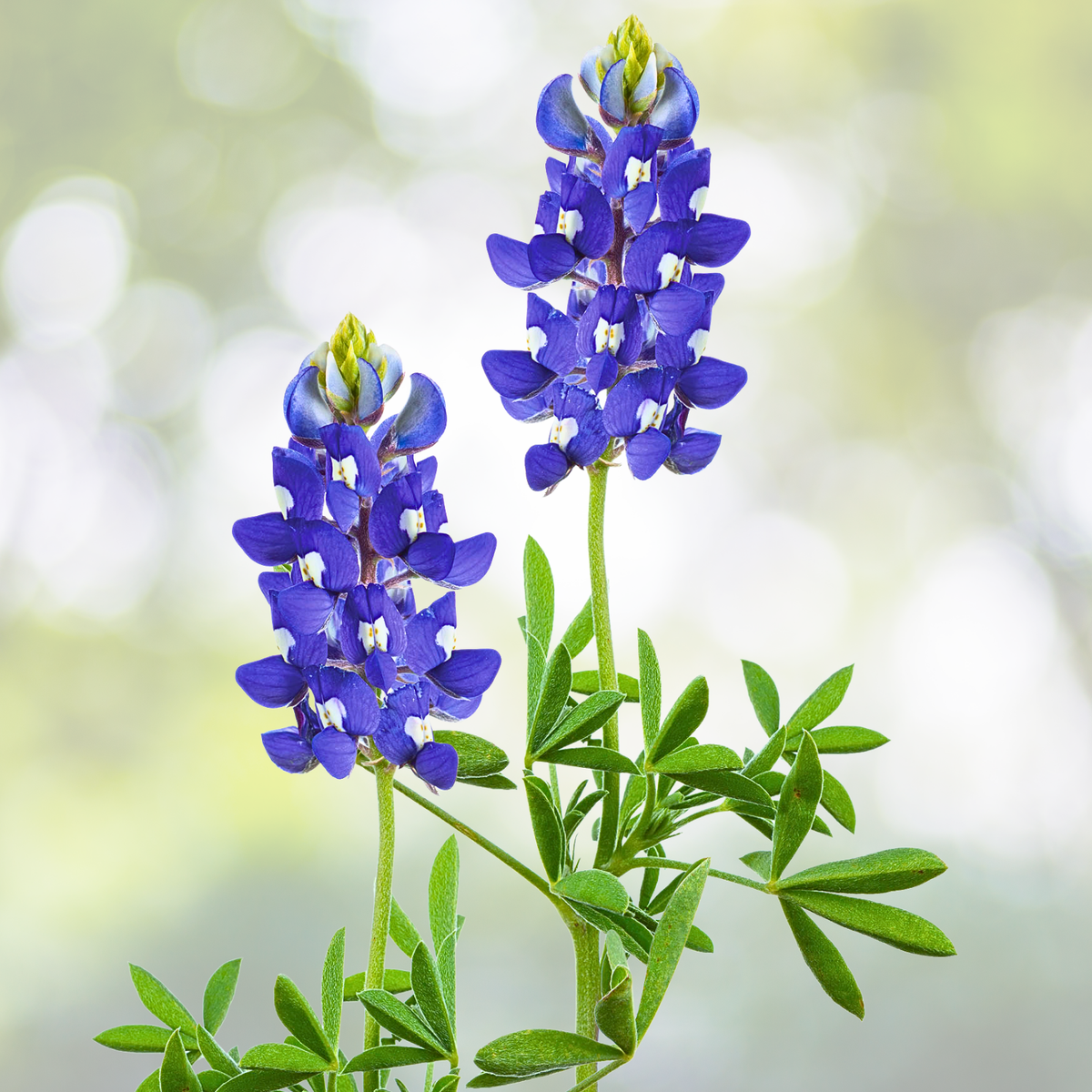 Wildflower Seed Mix - Texas State Flower - Perennials & Annuals - Non-GMO - 1000 Seeds - USA Native Plants