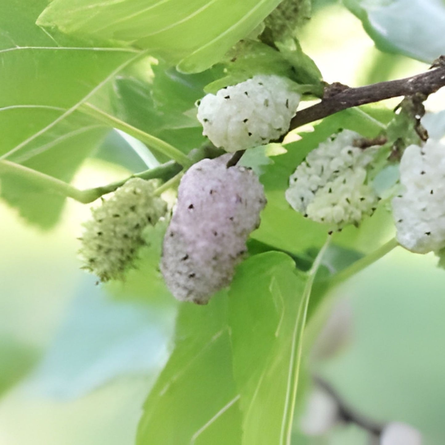 White Mulberry Cuttings 6-8" Organic Morus alba Cold Hardy Tree for Fruit Production