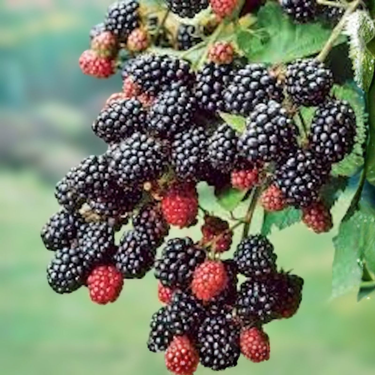 Blackberry Plant - Bare Root - Prime-Ark-45 Variety - Rubus spp. - High Antioxidant, Easy Care Edible Fruit Bush