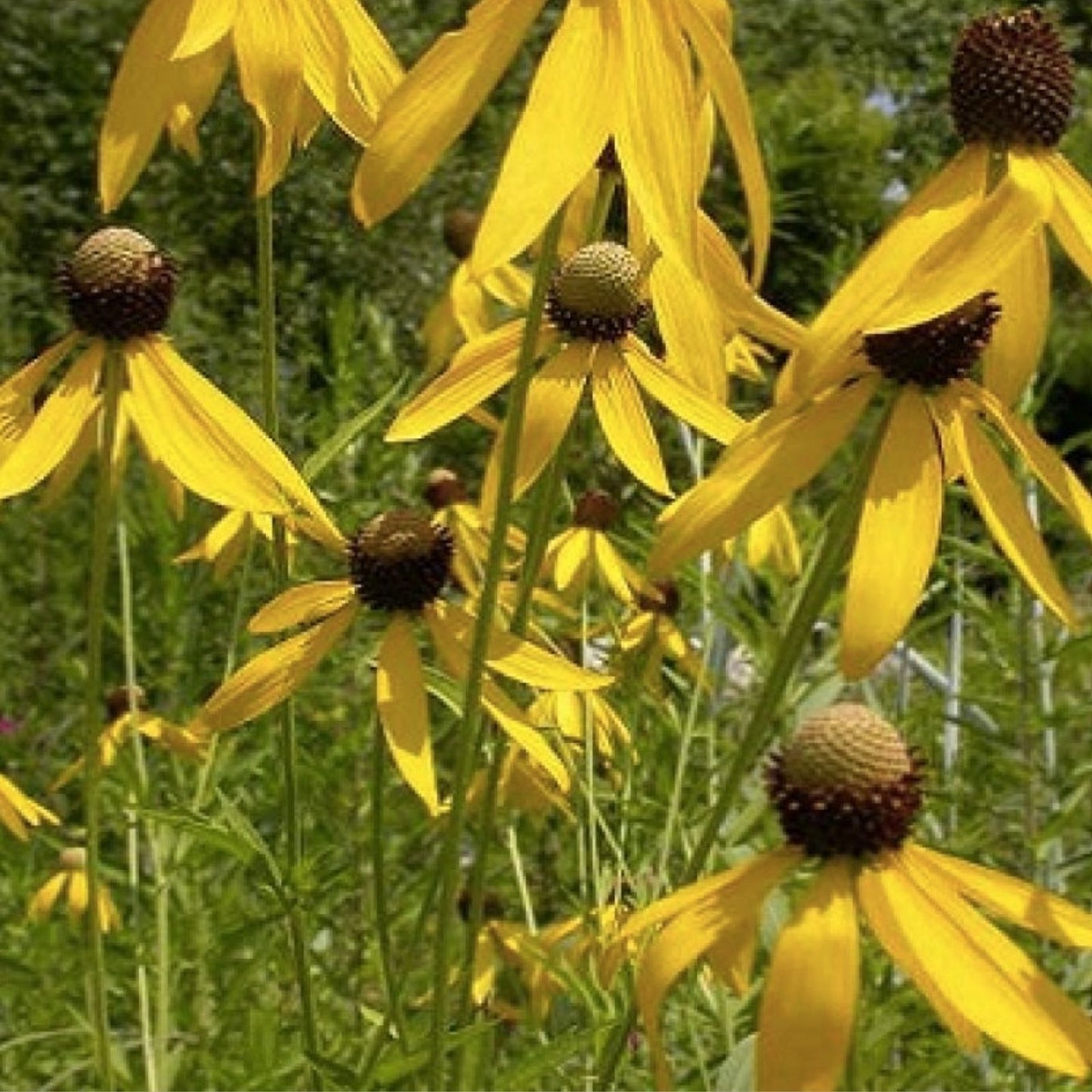 Weeping Coneflower Seeds 100 Pack - Easy to Grow Ratibida pinnata Native Wildflower Perennial Garden Plant