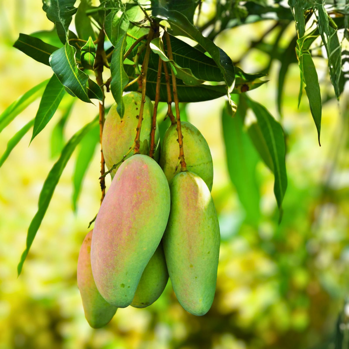 Grafted Glenn Mango Tree 3ft - Mangifera indica - Live Tropical Fruit Plant in 3 Gallon Pot for Home Garden
