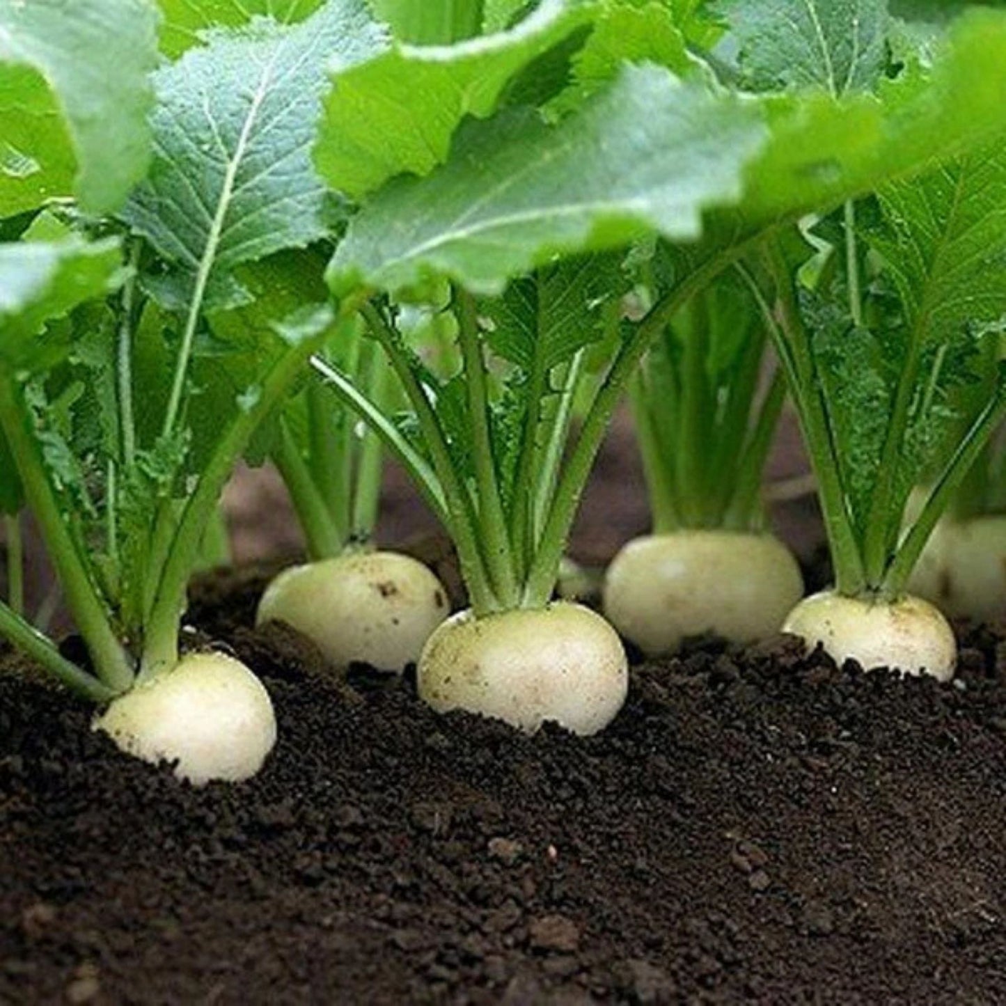 Turnip Seeds 1000 Count Heirloom White Egg Variety Non-GMO Vegetable Seeds Brassica rapa