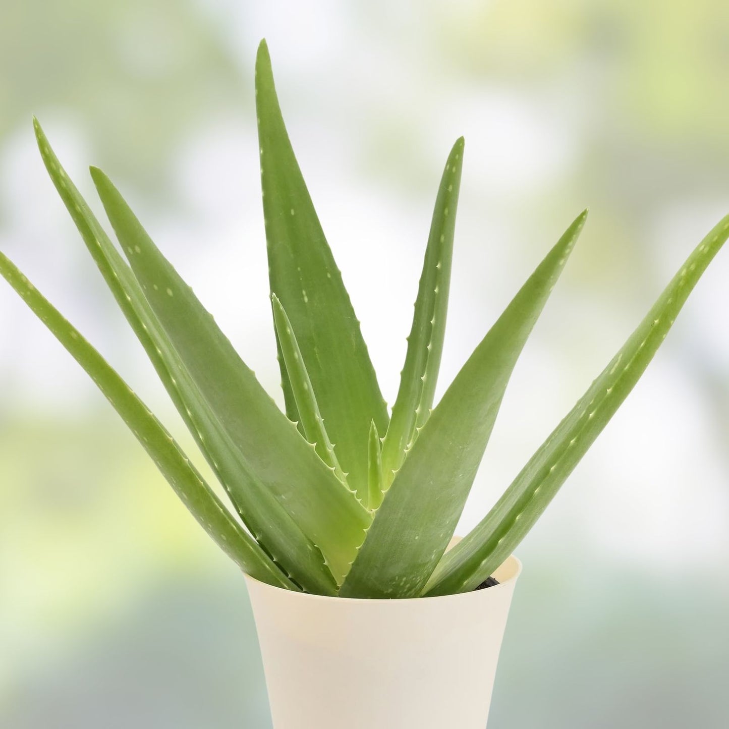 Aloe Vera Live Plant - 2in Succulent - Aloe Barbadensis - Easy Indoor Plant for Home & Garden