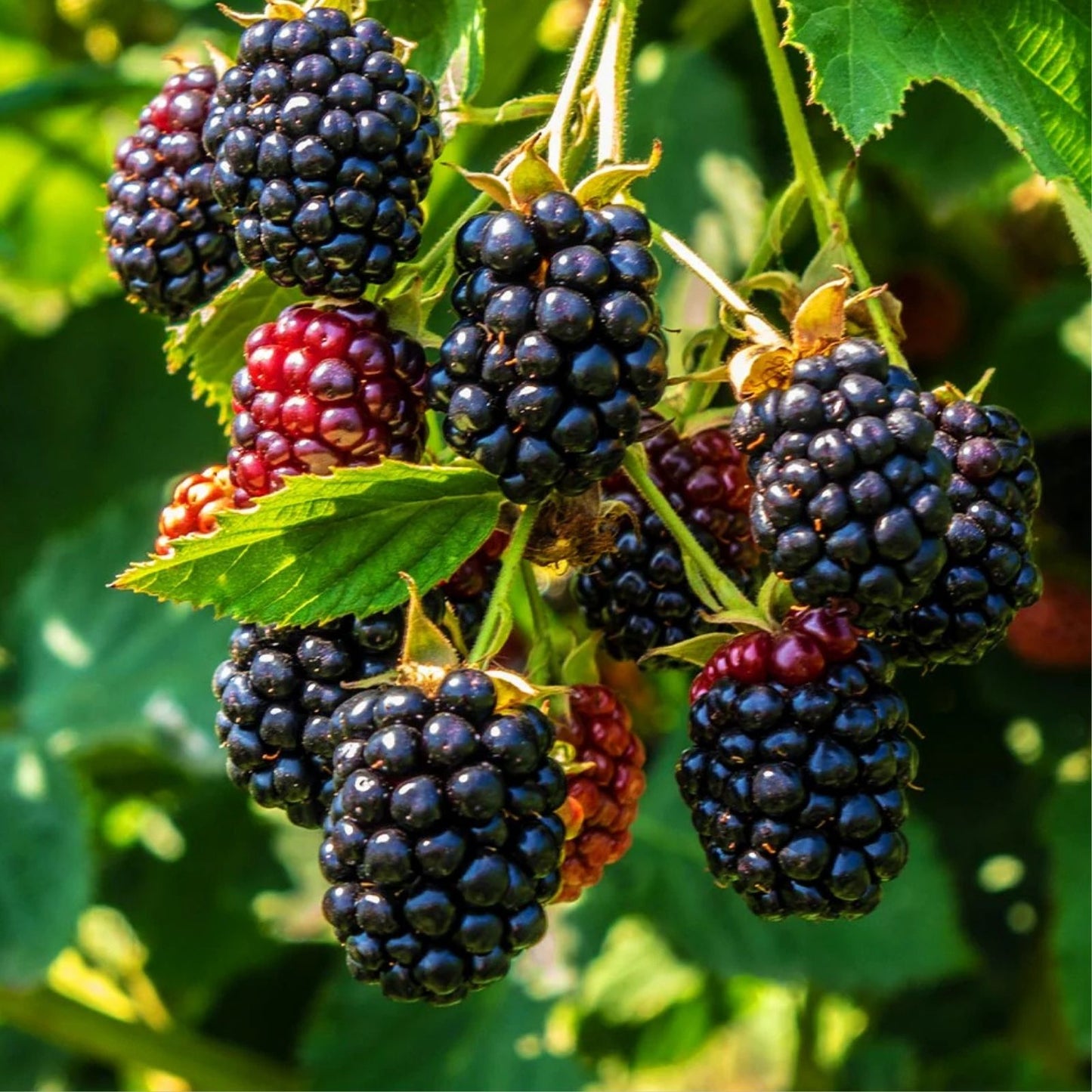 Thornless Blackberry Live Plant 8 Inches, Rubus 'Black Satin', Sweet Berries, Disease Resistant, Easy Care