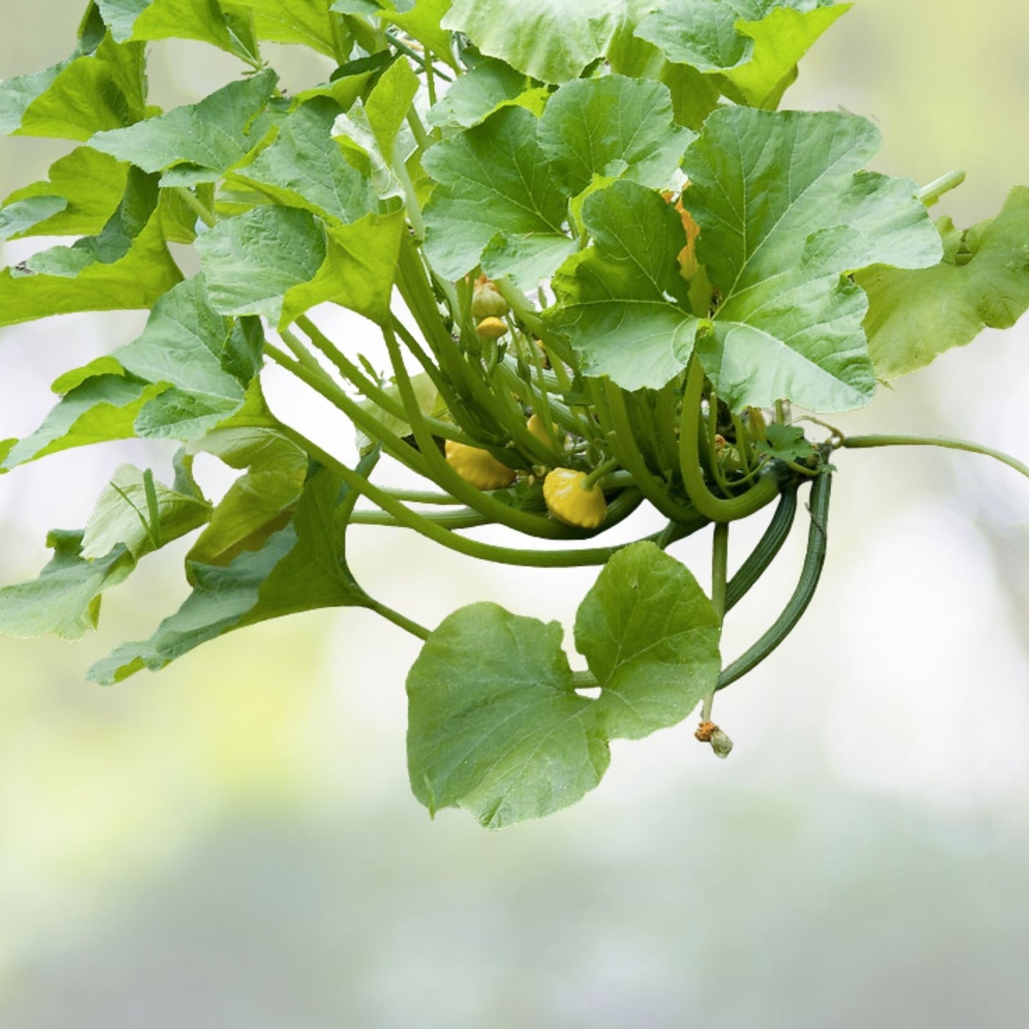 Straightneck Squash Seeds | Non-GMO Heirloom | Fresh Garden Seeds | Cucurbita pepo