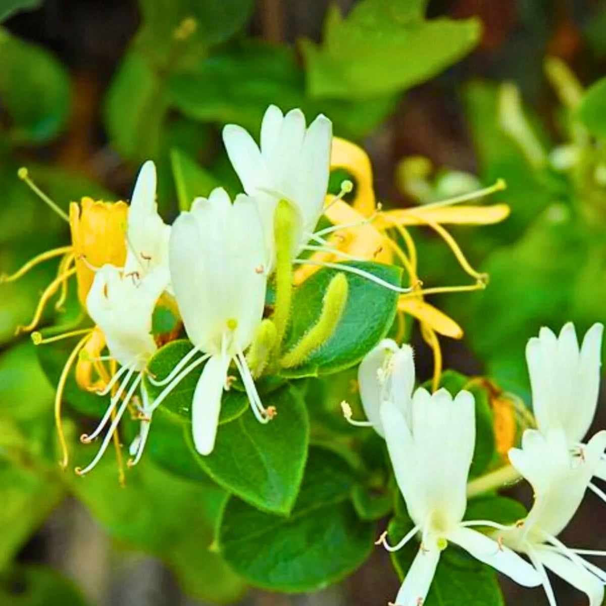 Japanese Honeysuckle Vines - 12 Live Rooted Plants - Fragrant Lonicera japonica - Heritage Southern Alabama