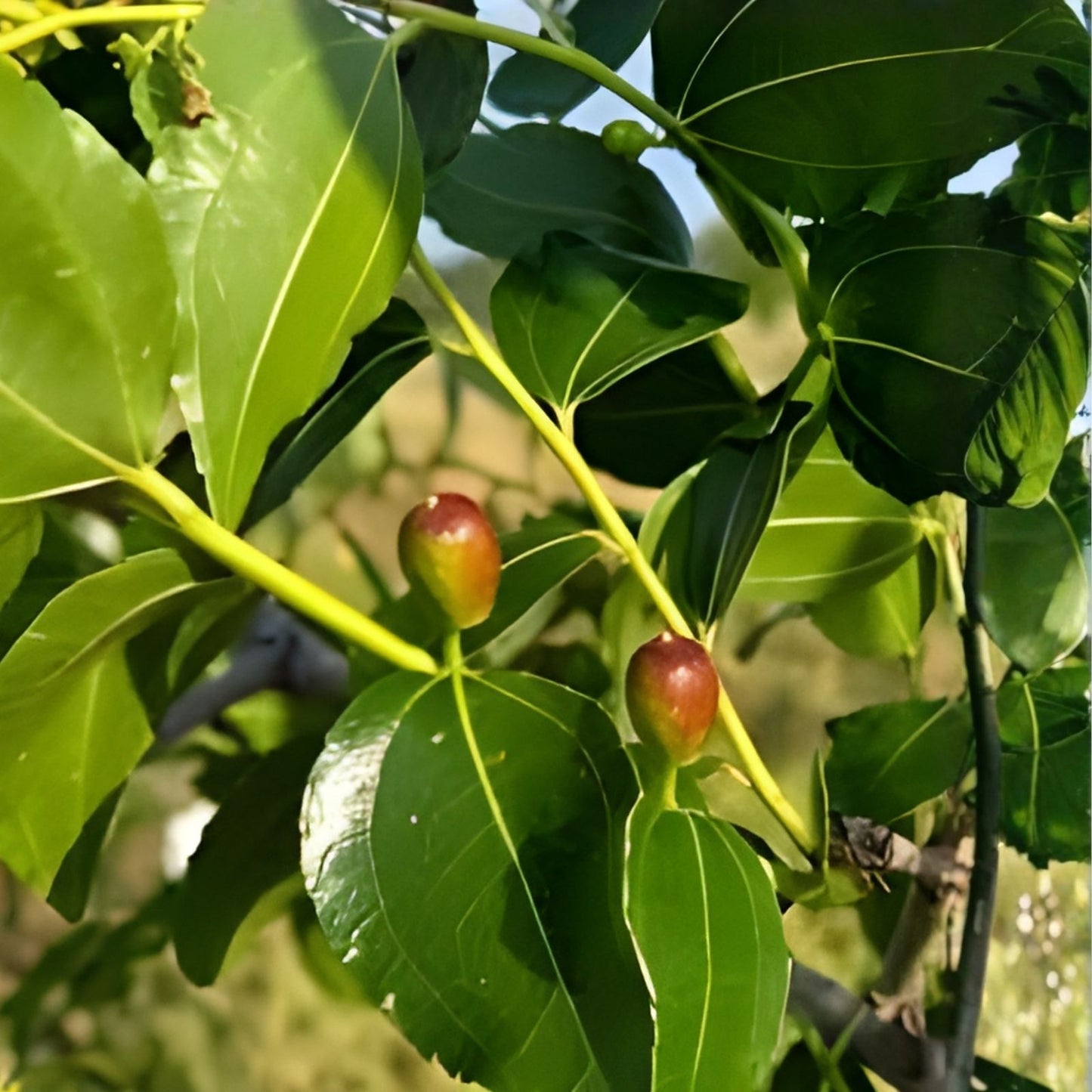 Honey Jar Jujube Tree Scion Wood 8" Thin Cutting for Grafting Ziziphus jujuba Budding Propagation