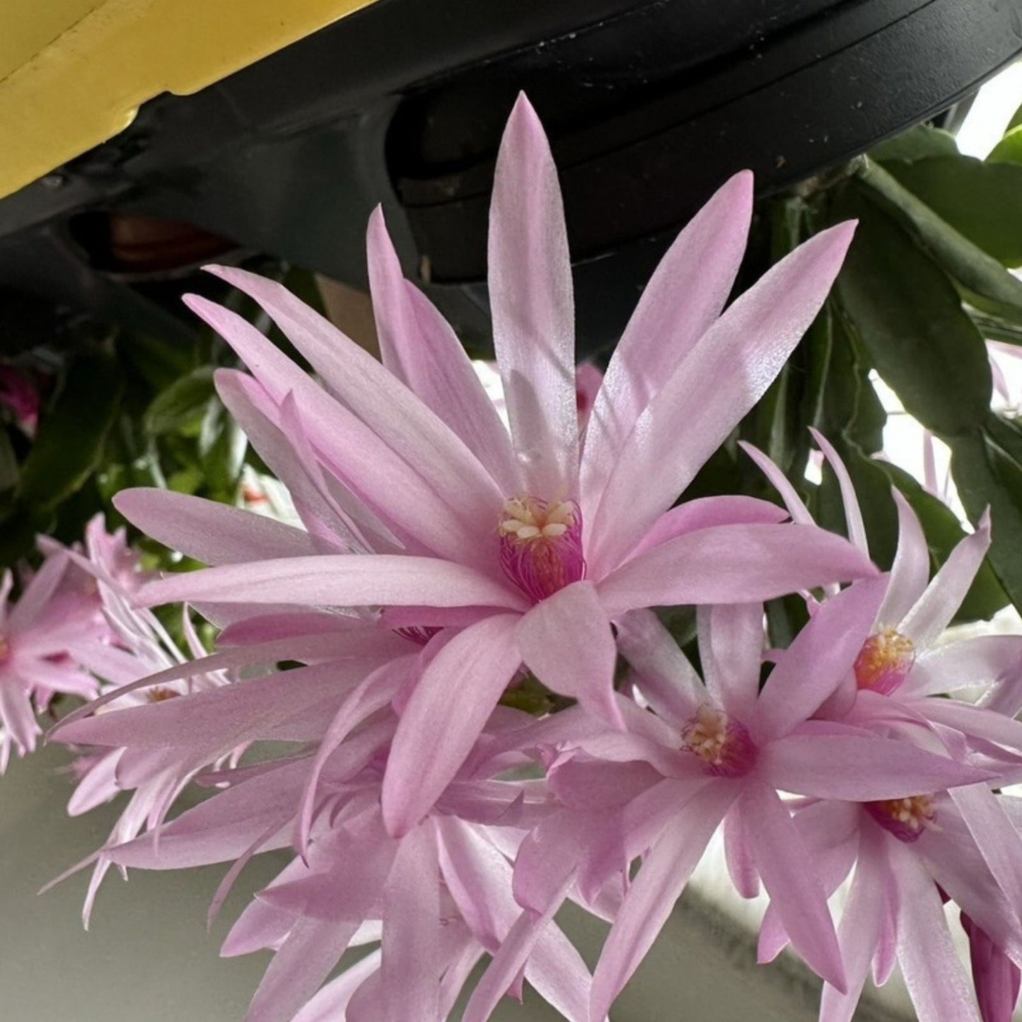 Easter Cactus 1 Rooted Spring Sunrise Light Pink Rhipsalidopsis Hatiora Cactus Plant
