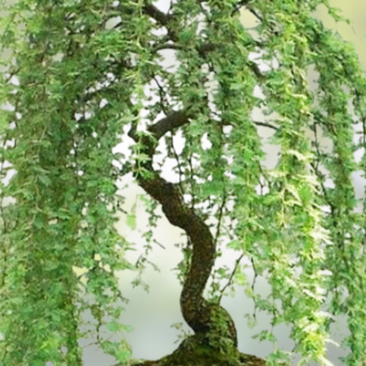 Live Dwarf Australian Weeping Willow Bonsai Tree - Indoor Outdoor, Fast Growing, Salix babylonica 'Nana'