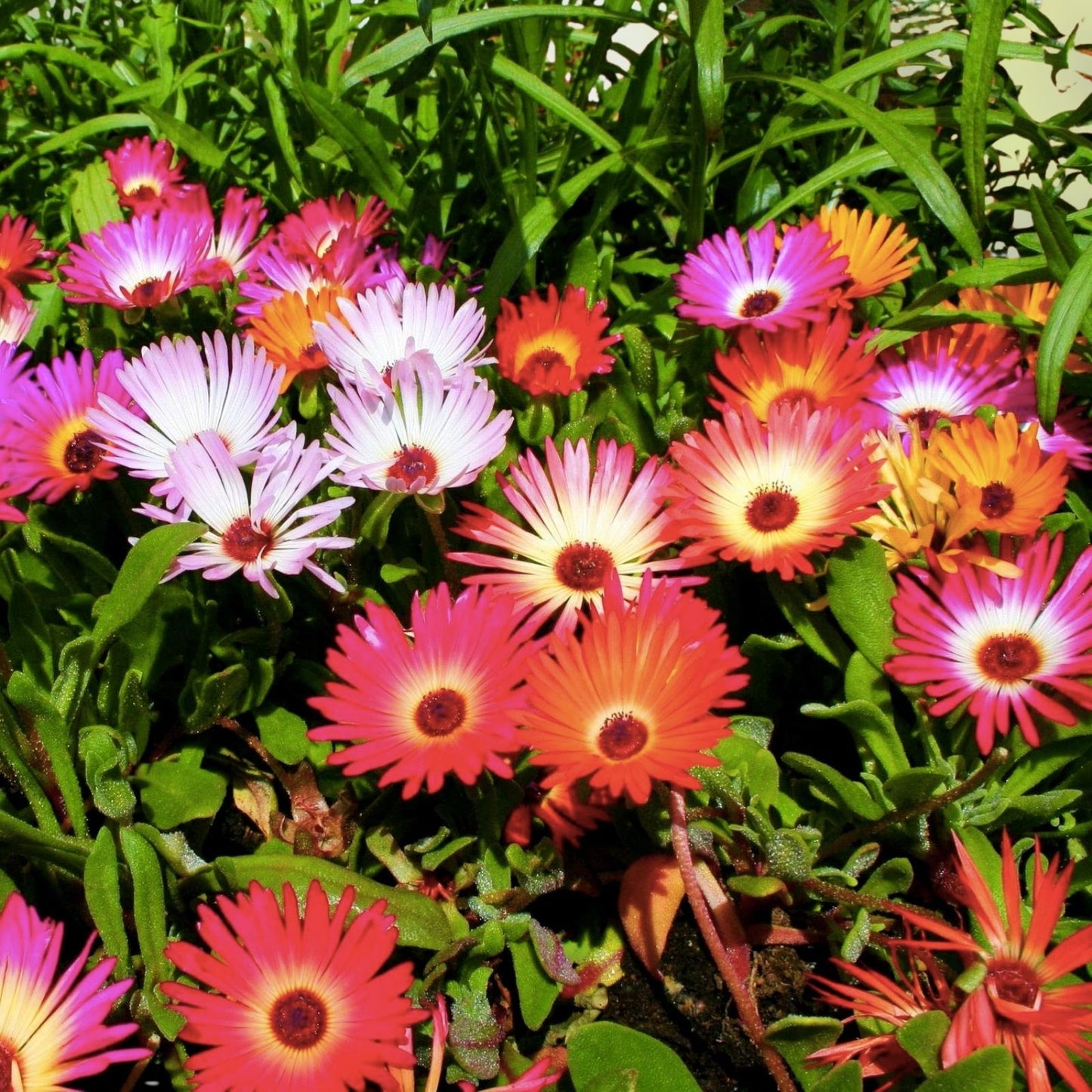 Ice Plant Succulent Seeds - 50+ Seeds - Dorotheanthus bellidiformis - Drought-Tolerant, Colorful Ground Cover