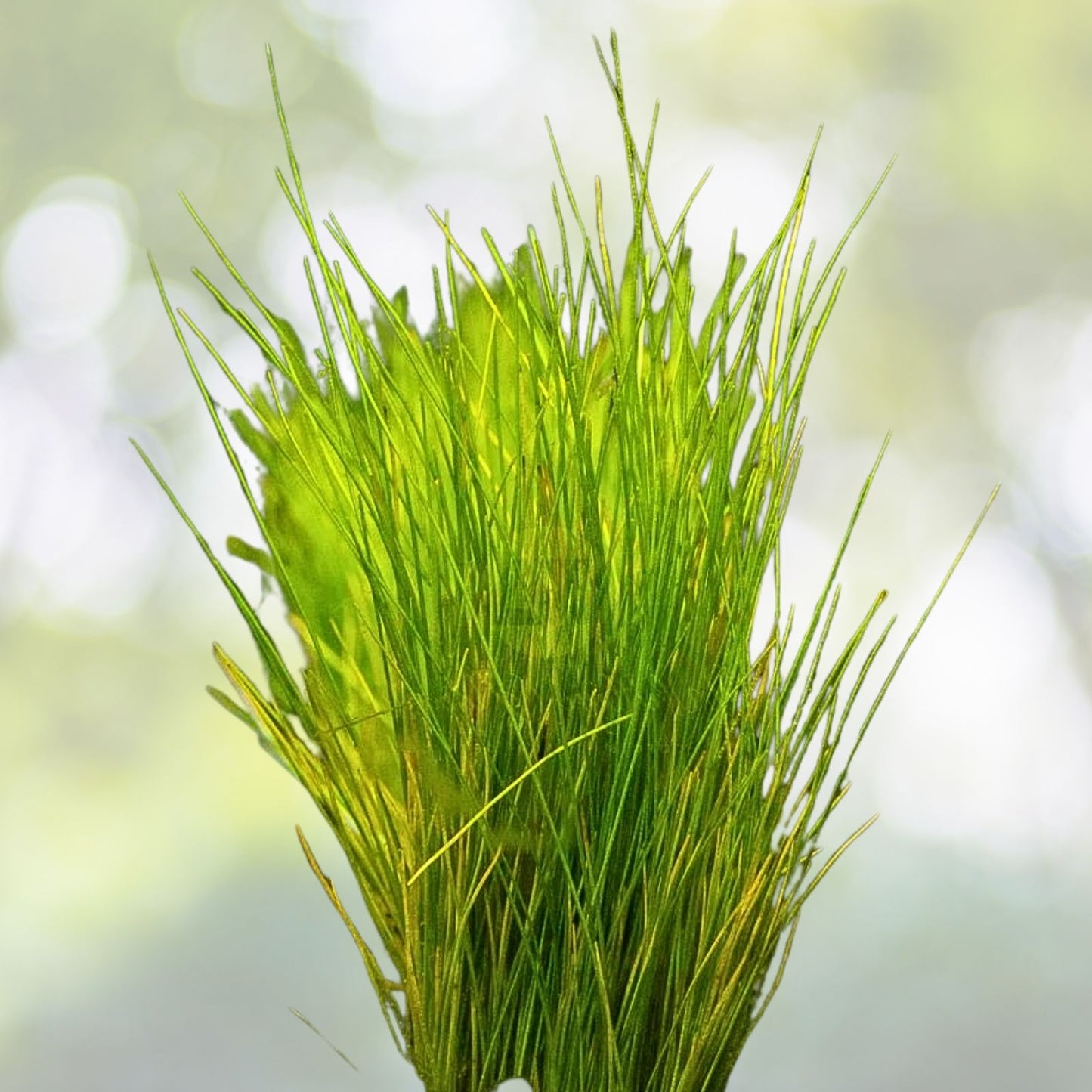 Dwarf Hairgrass Portion with Heat Pack - Eleocharis Parvula - Live Aquarium Plant for Aquascaping and Fish Tanks