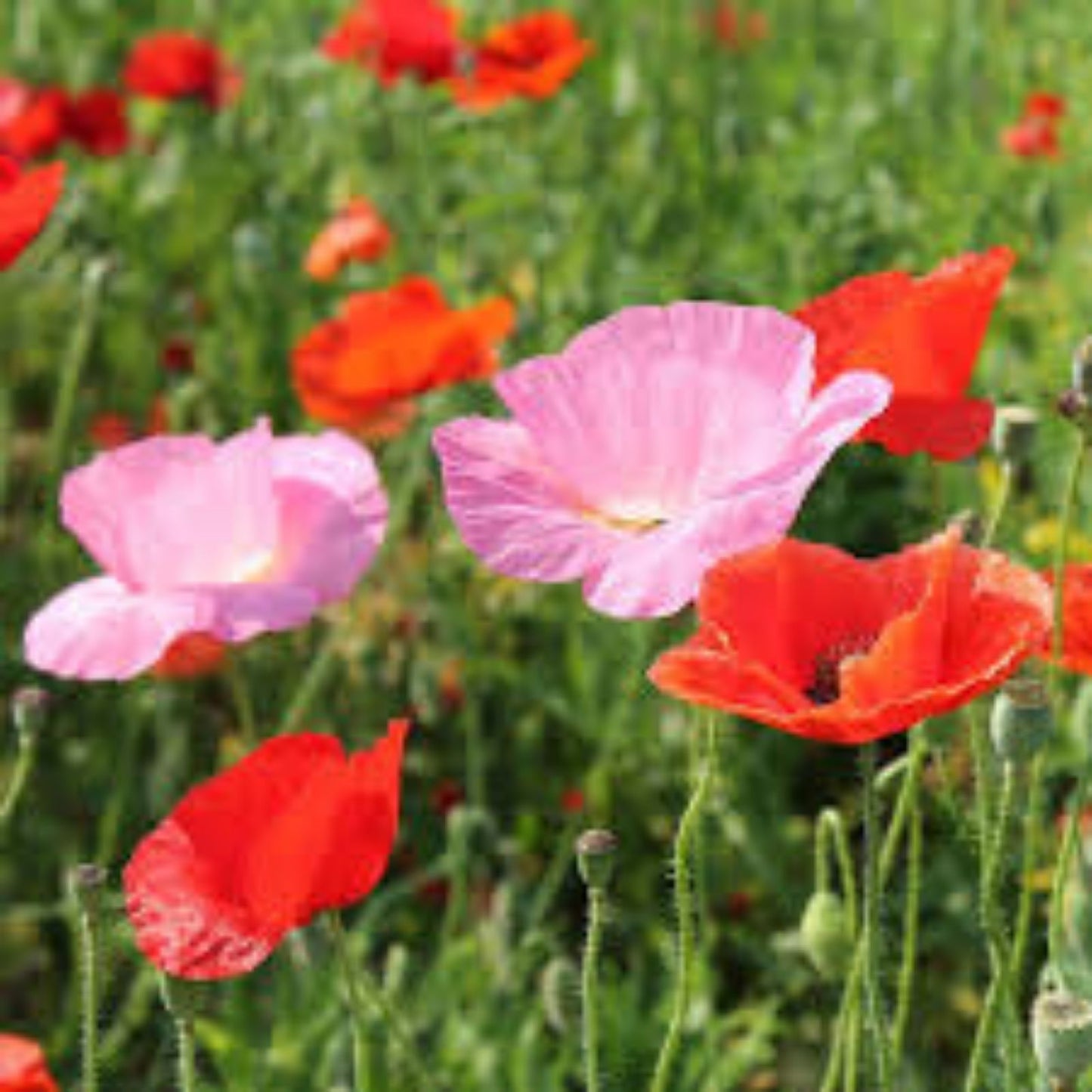 Organic Poppy Mix Seeds - 200 Count Non-GMO Heirloom Garden Planting - USA Grown Flower Seeds