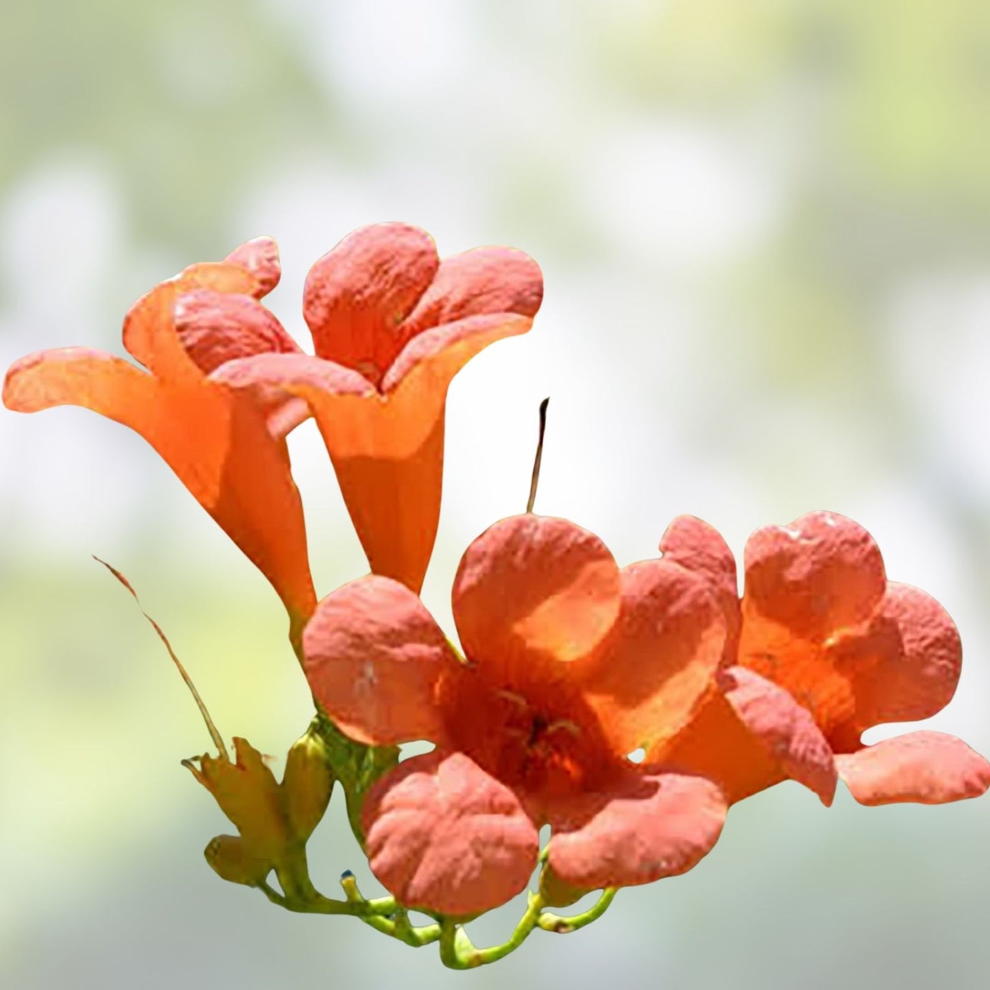 Orange Trumpet Vine Seeds - 100+ Count - Hummingbird Attracting Campsis radicans - Fast Growing Climbing Plant for Gardens