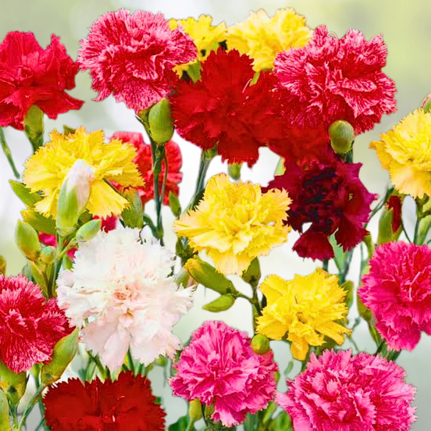 Carnation Seeds - 200 Count - GRENADIN DOUBLE Mix - Fragrant Cut Flowers - Pollinator Friendly - Dianthus caryophyllus