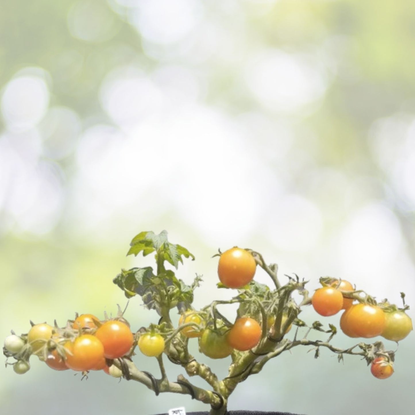 Desert Tomato Seeds 50+ Pack Lycium andersonii Non-GMO Organic Heirloom Free Shipping