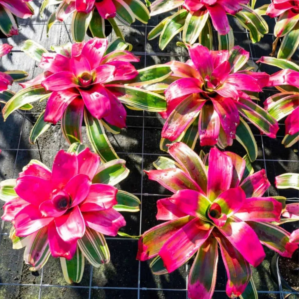 Neoregelia Plant 6" Pot Tossed Salad Lime Green Foliage Red Tips Neoregelia Hybrid for Indoor Landscapes