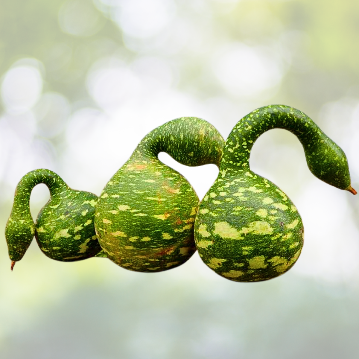 Speckled Swan Gourd Seeds - Large Birdhouse Decorative Arts & Crafts - Non-GMO - 15 Seeds - Cucurbita pepo