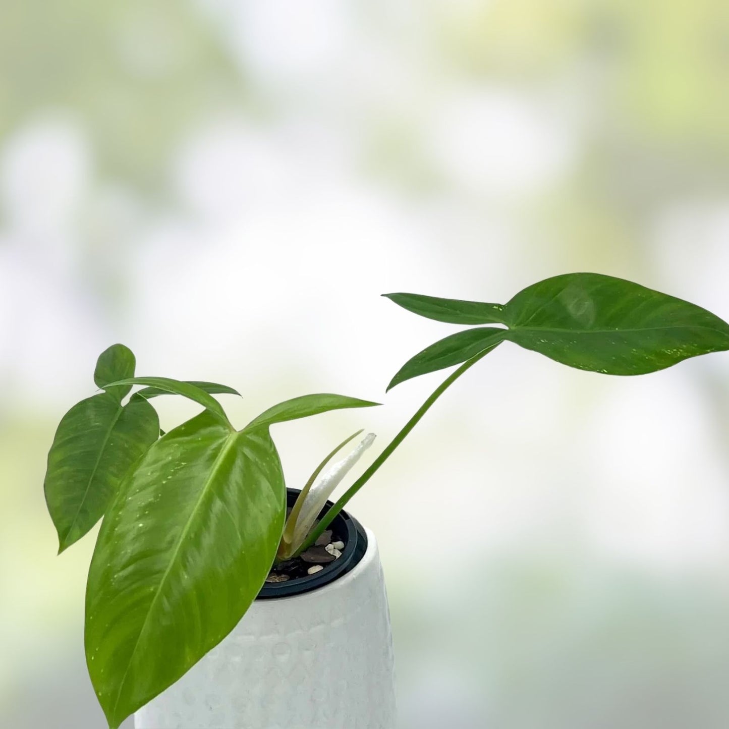 Philodendron Tripartitum 1 Node Cutting – Rare Tropical Houseplant for Indoor Gardening – Exotic Green Foliage