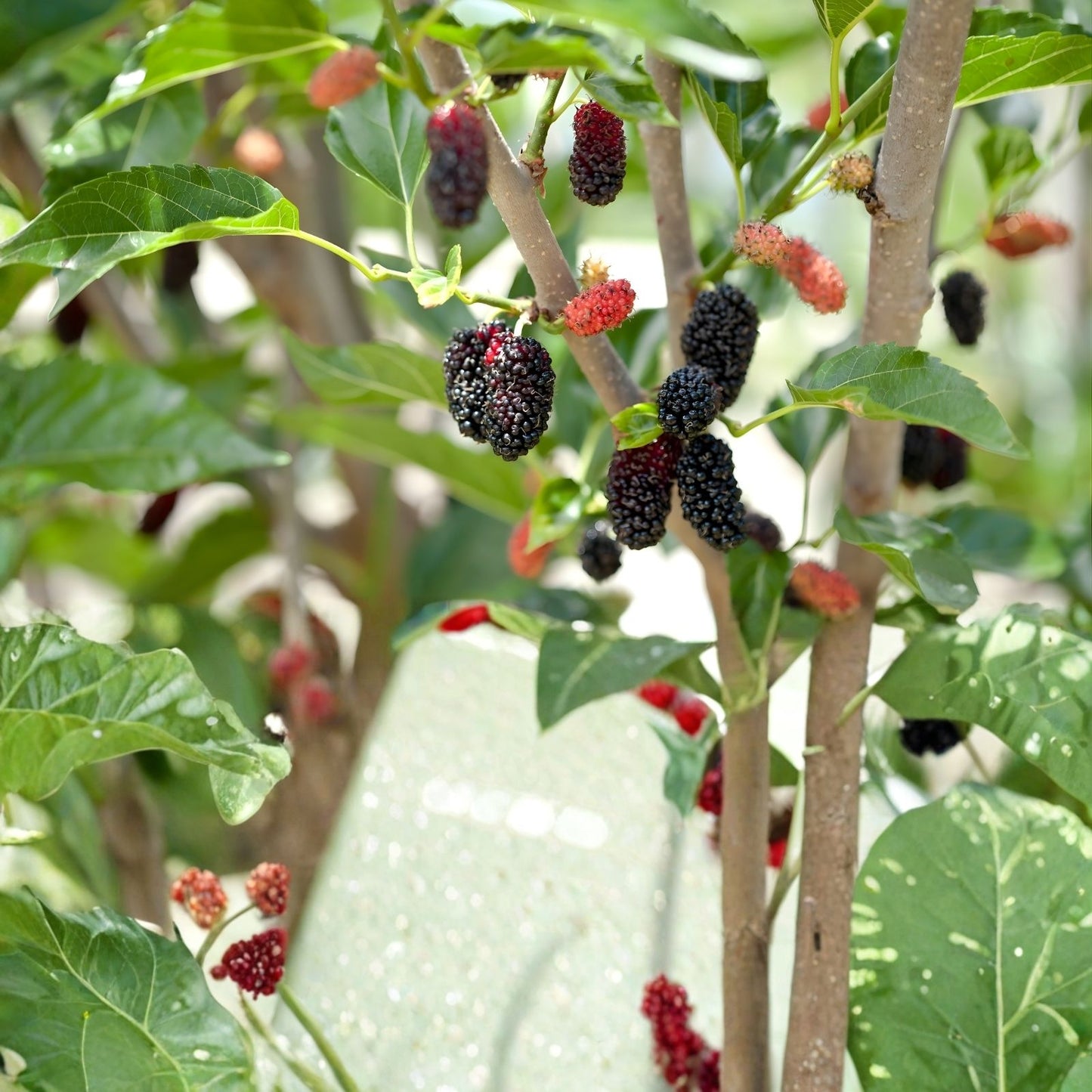 Pakistan Mulberry Cuttings - 10x Organic Fresh Rooting Grafting Cuttings Morus alba