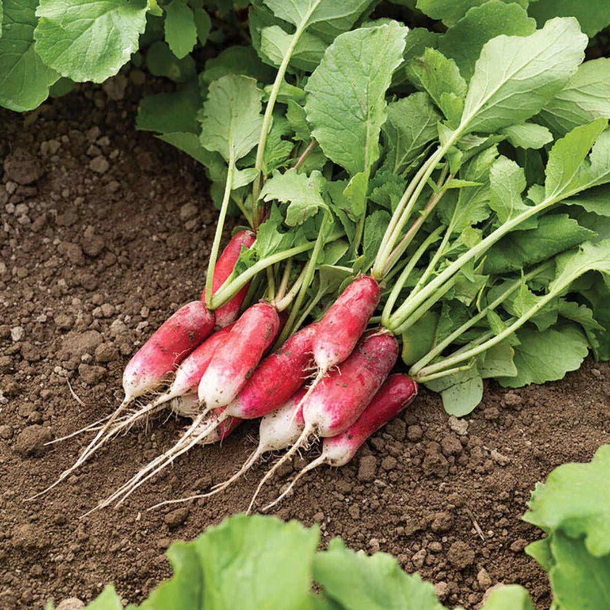 Organic Red Radish Seeds 2 oz – Raphanus sativus Vegetable Gardening Seeds for Fresh Harvest
