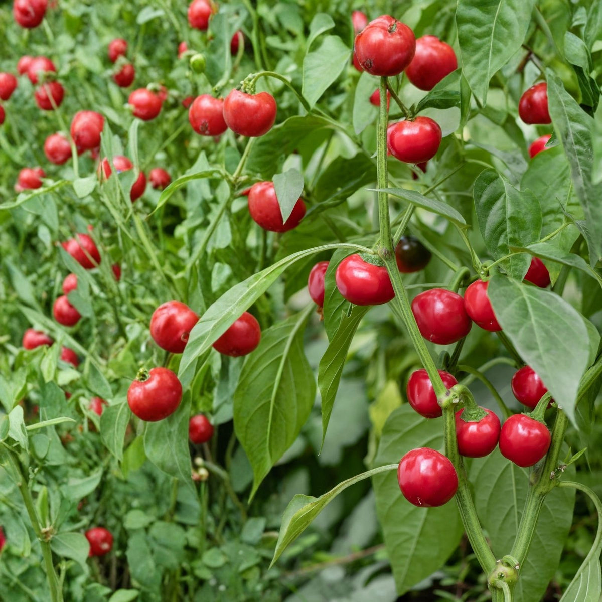 Non-GMO Lima Bean Seeds, Henderson Bush Variety, Heirloom, Edible Pods, Healthy Home Garden, Organic Legume Seeds