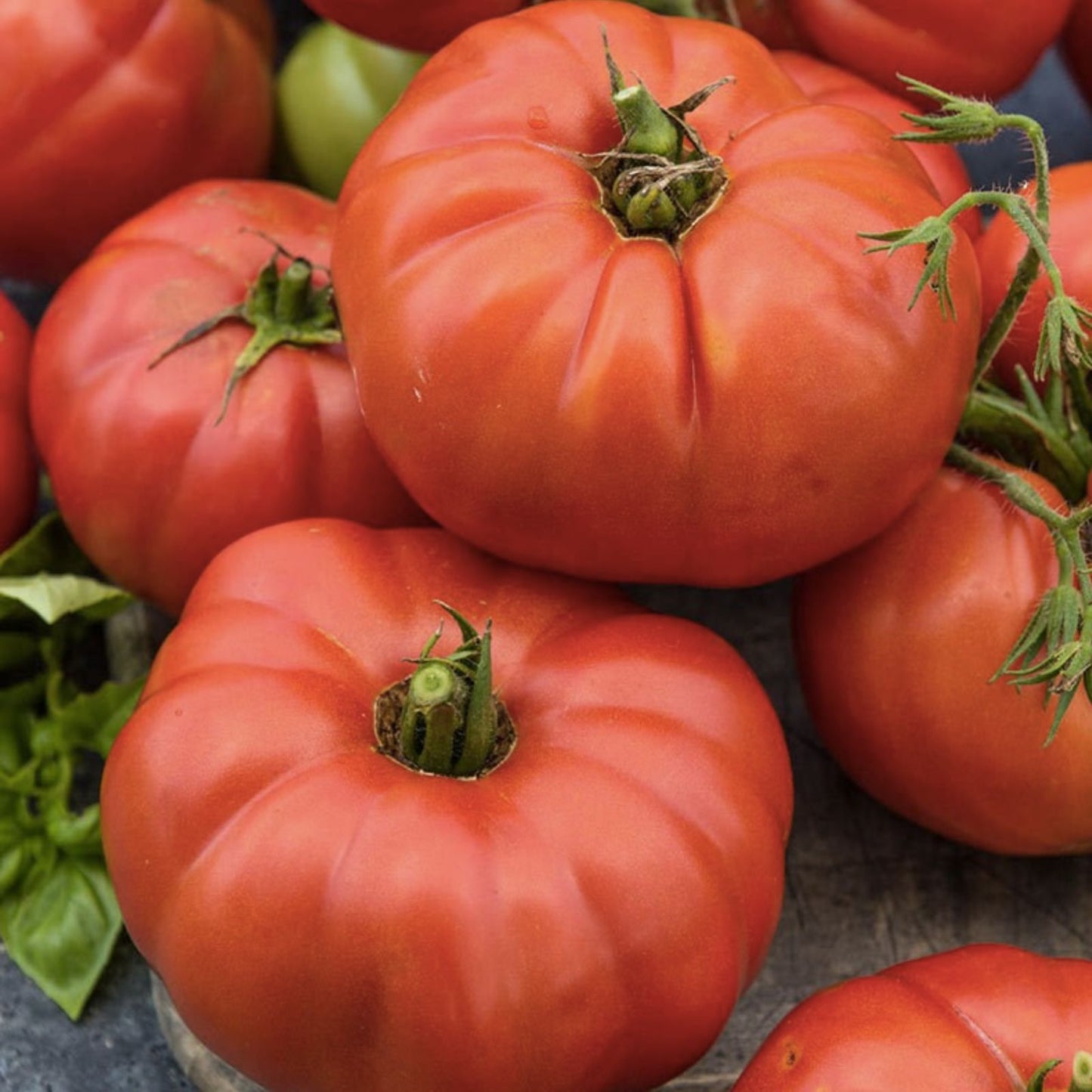 Beefsteak Tomato Seeds 100 Pack Heirloom Variety for Planting Solanum lycopersicum