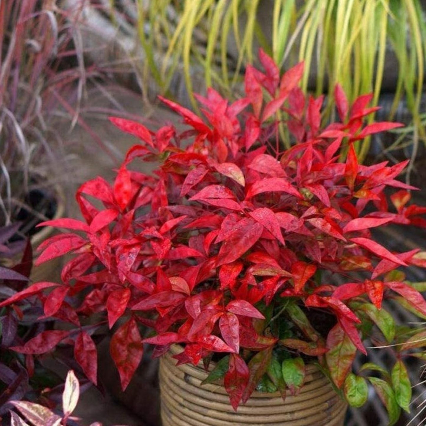 Heavenly Bamboo Seeds 20 Pack for Hedge Privacy Nandina domestica Made in USA from Iowa