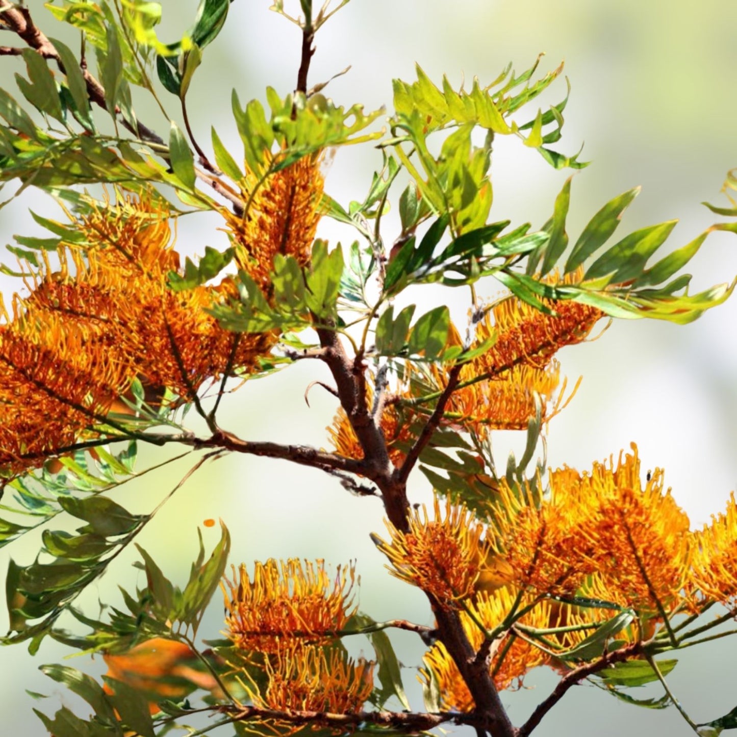 Silky Oak Tree Seeds 30 Pack – Grevillea robusta Native Australian Fast Growing Tree Seeds for Planting