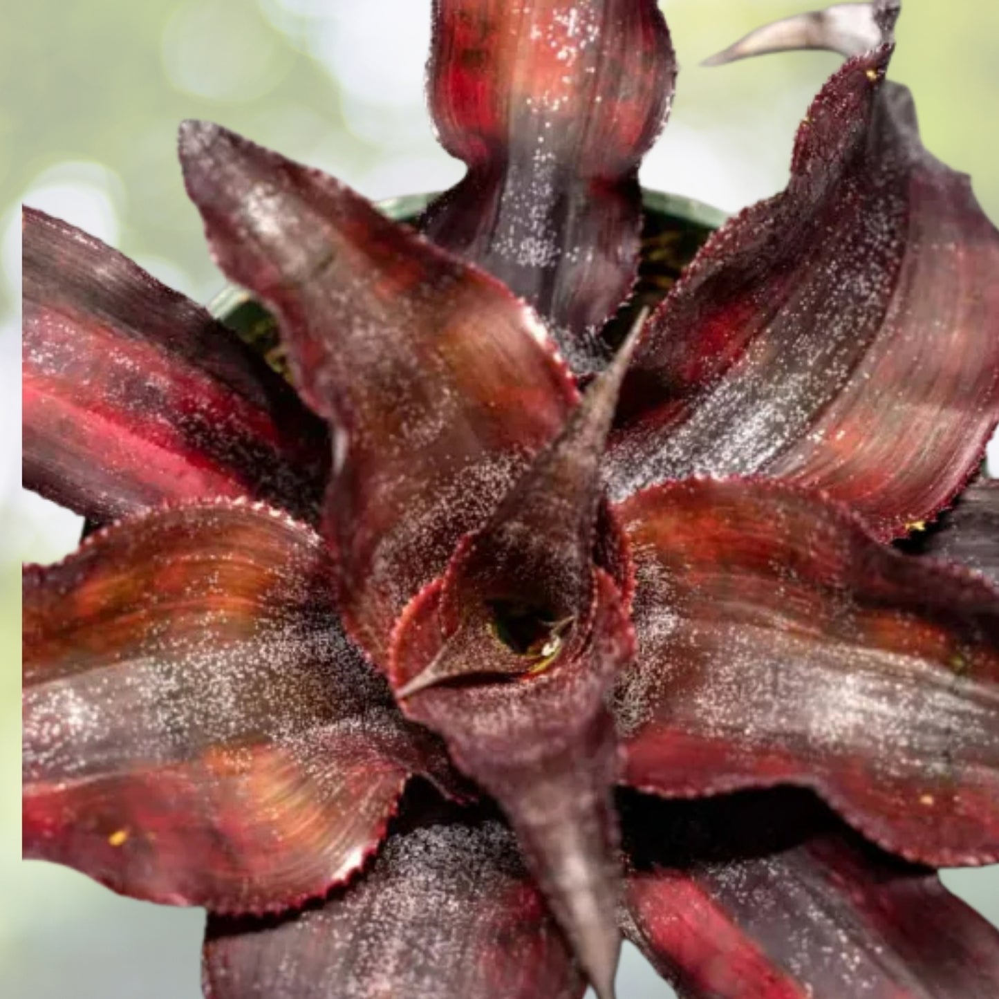 Cryptanthus Menescal 4" Pot | Colorful Tropical Houseplant | Cryptanthus spp. | Perfect for Indoor Gardening