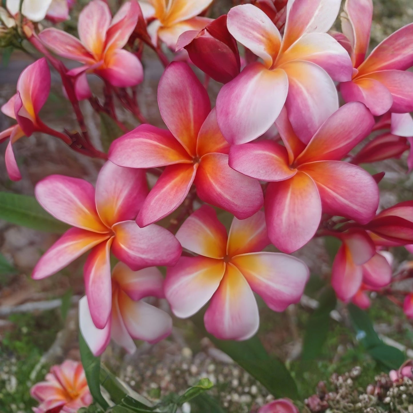 Rooted Plumeria Plant Cutting 17" Peachglow Shell Plumeria rubra Tropical Flowering Plant