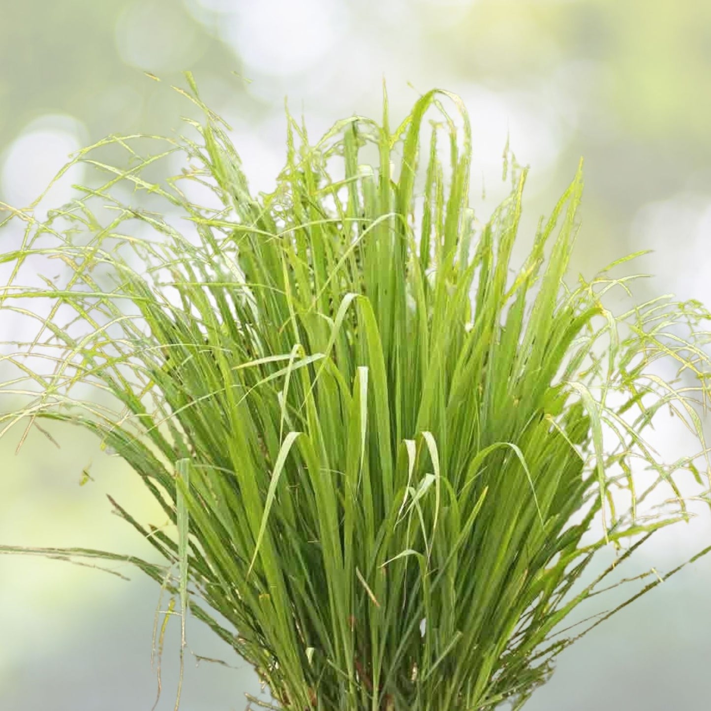 Lemongrass Seeds - 100+ West Indian Culinary Herb Seeds - Perennial Plant - Cymbopogon citratus - USA