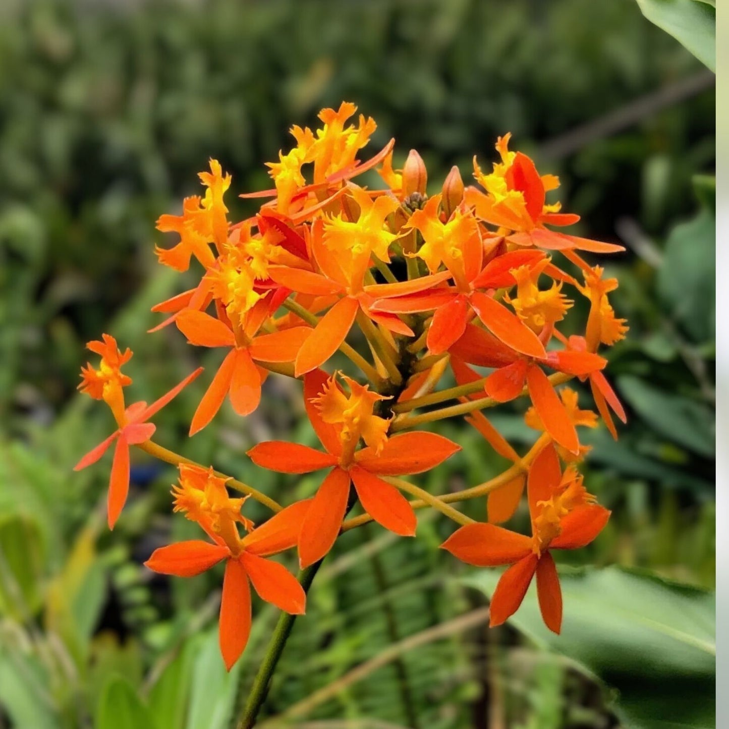 Epidendrum Orchid Cuttings - Dark Yellow - 2 Healthy Plants - Home Garden Decor - Epidendrum spp,