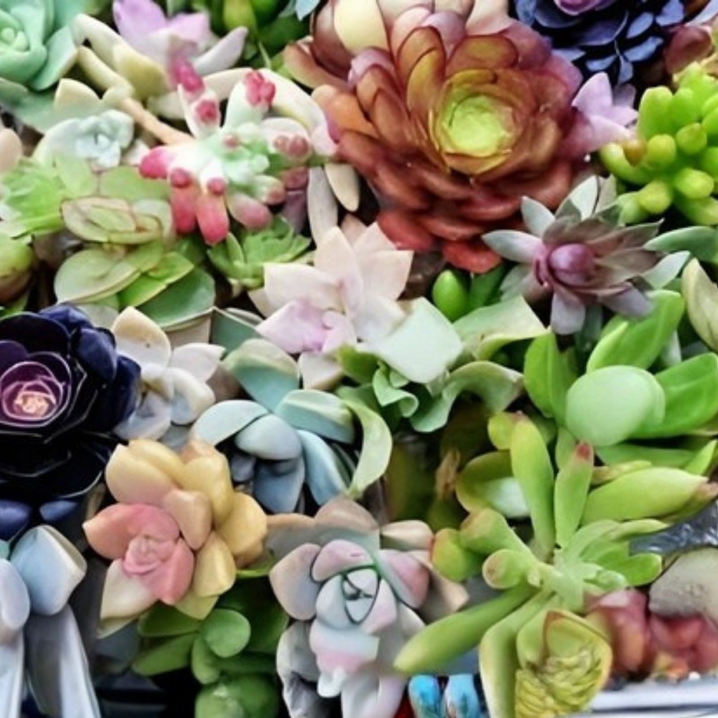 Succulent Cuttings Box 5x5x5 Assorted Varieties, Healthy Fresh Mixed Succulents, Garden Plants, Indoor & Outdoor Decor