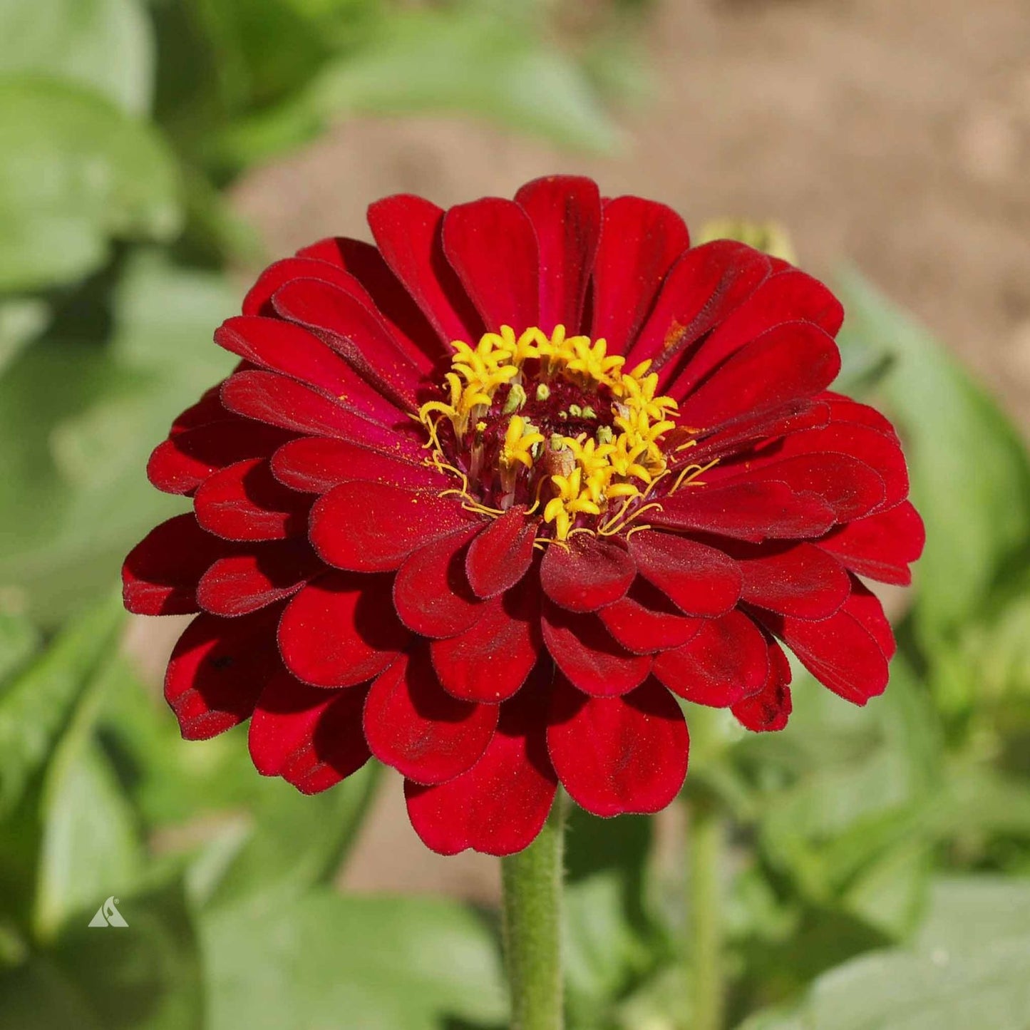 Zinnia Seeds for Planting - Meteor Shower Mix, 100 Seeds, Colorful Garden Flowers, Zinnia elegans