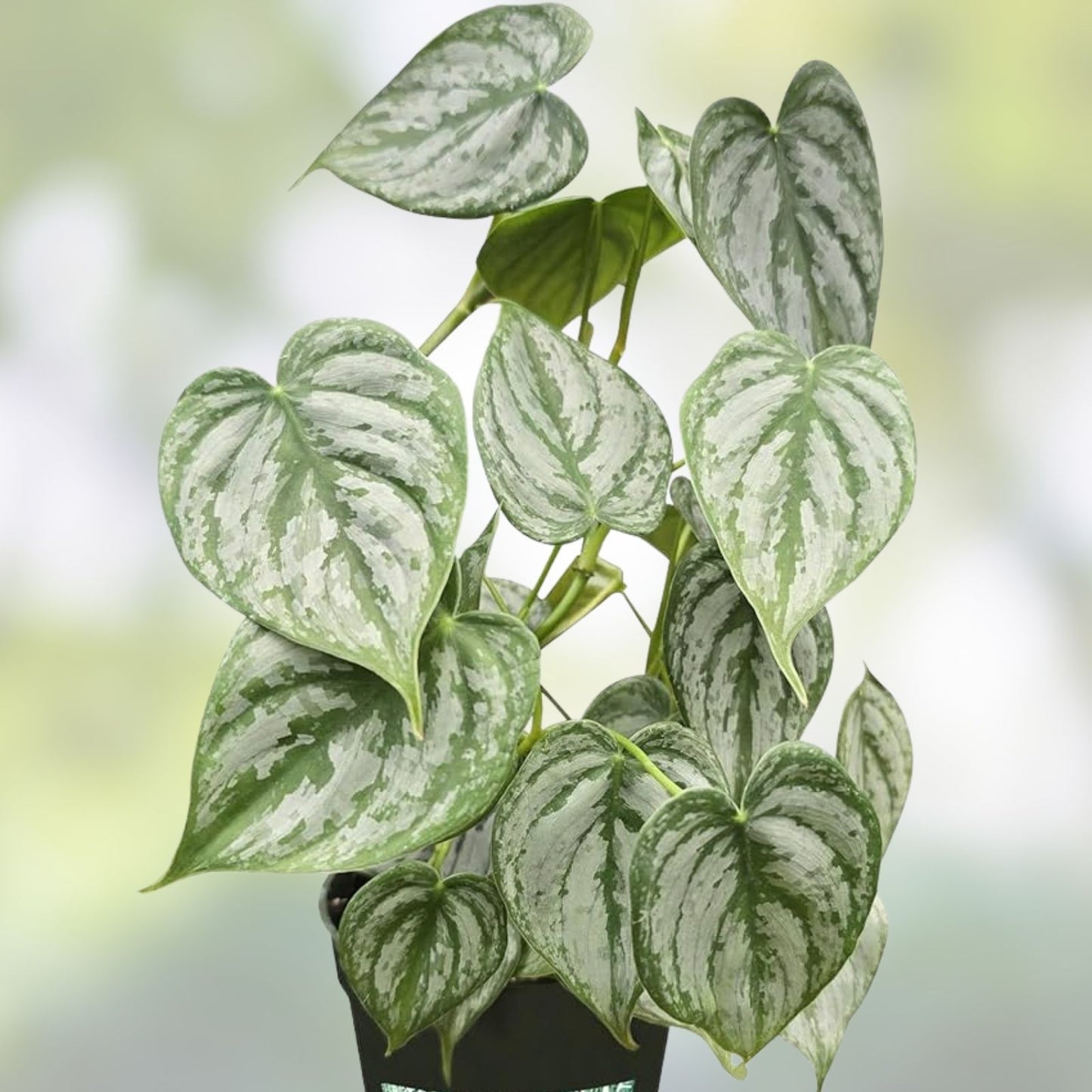 Philodendron Cuttings 5 Fresh Unrooted Brandtianum Green Stem - Houseplant, Indoor Plant, Easy Care, Philodendron brandtianum