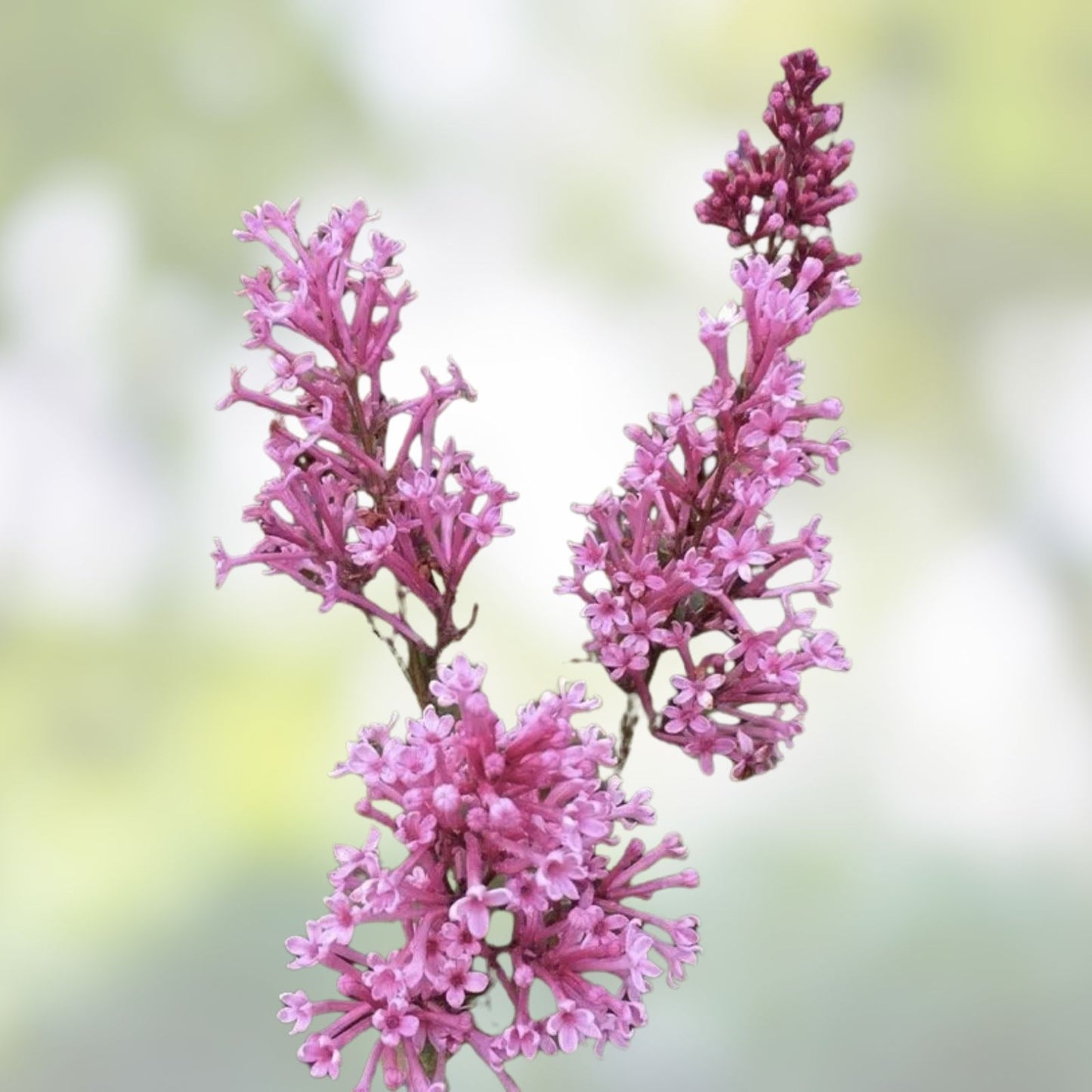 Early Pink Lilac Seeds - 100 Count - Pink Blooms - Syringa vulgaris - Fragrant Flowering Shrubs for Garden