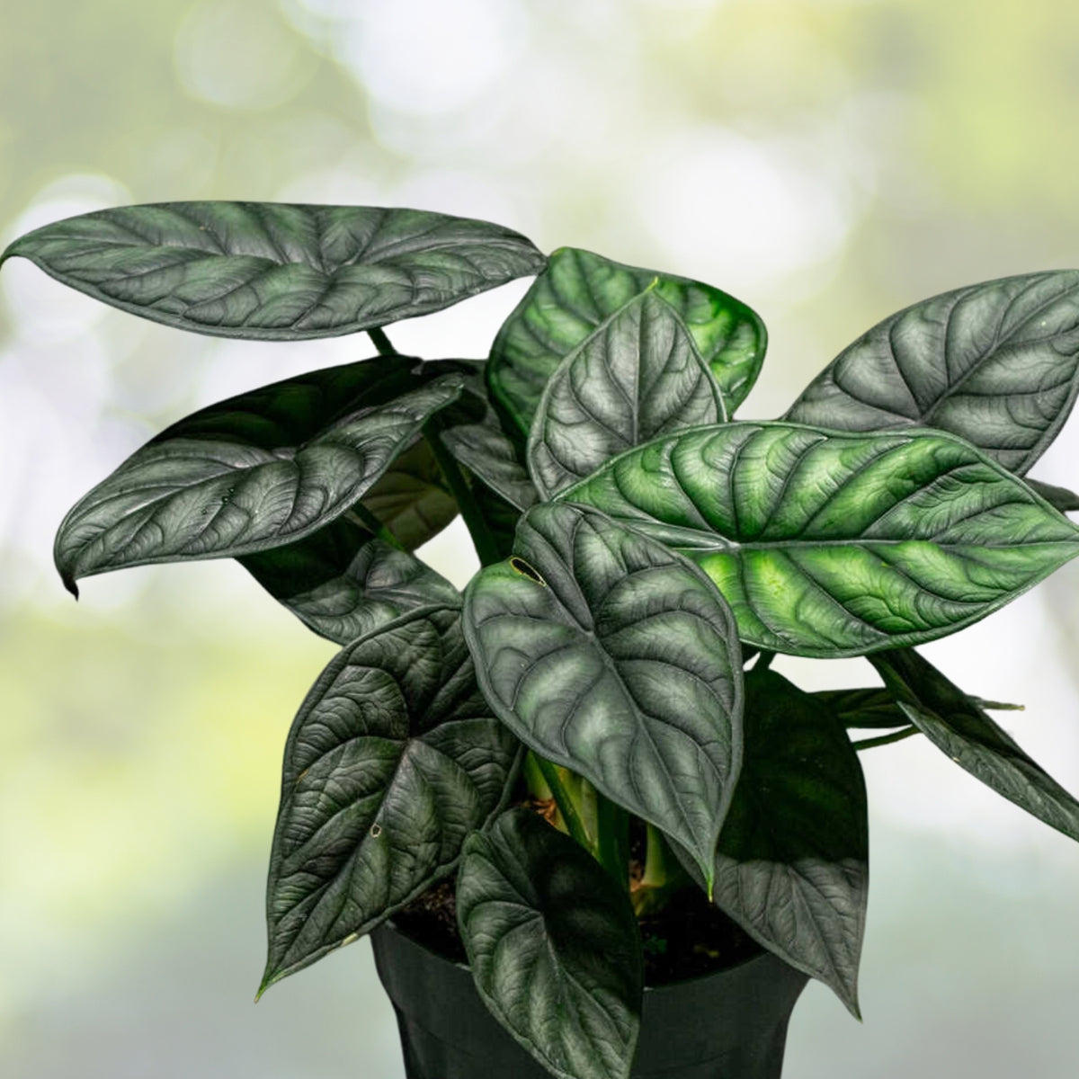 Alocasia Dragon Scale Plant - 6" Pot - Exotic Foliage - Alocasia micholitziana - Healthy Indoor Houseplant