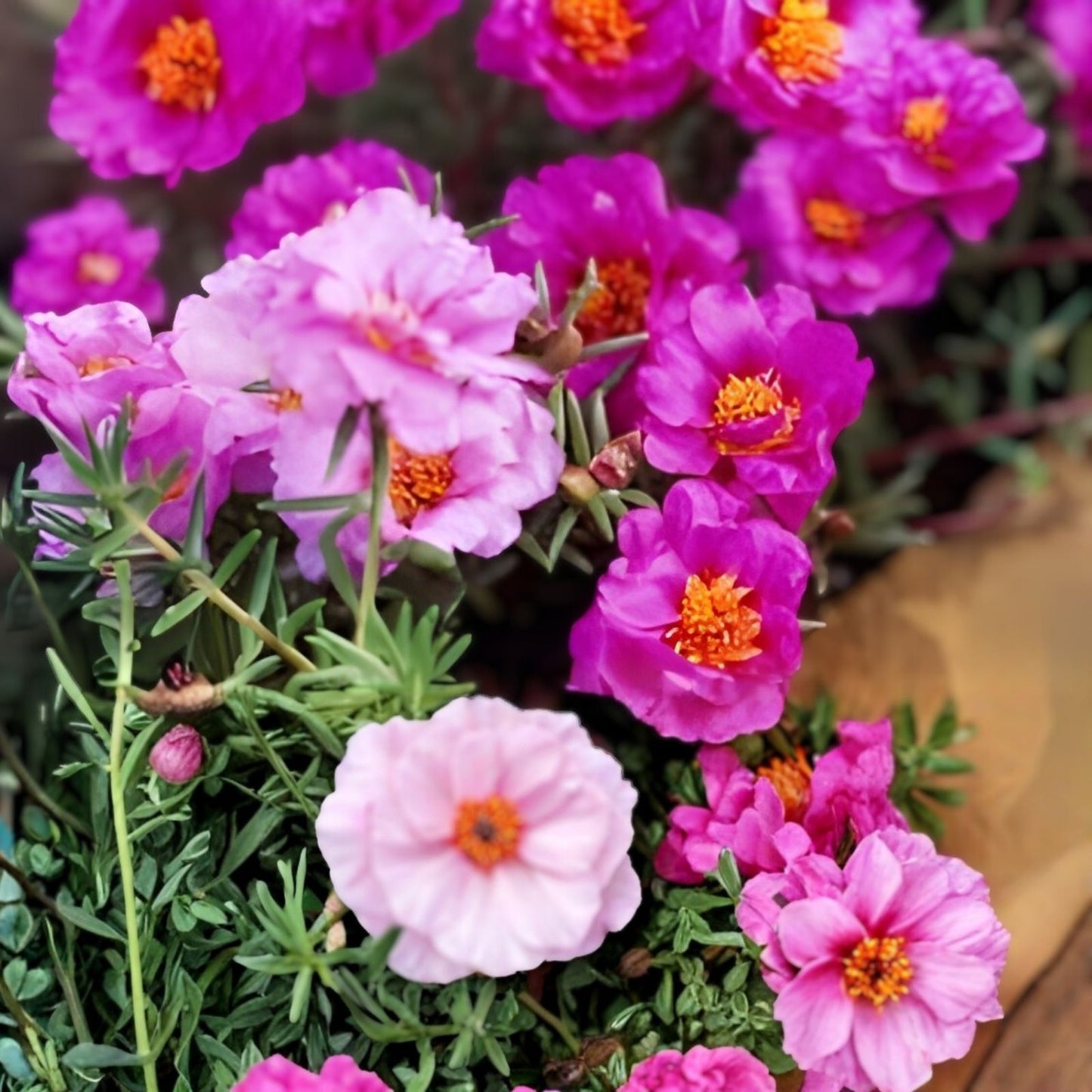 Hot Pink Portulaca Moss Rose Cuttings - 10 Unrooted Double Bloom Portulaca grandiflora Planting Material