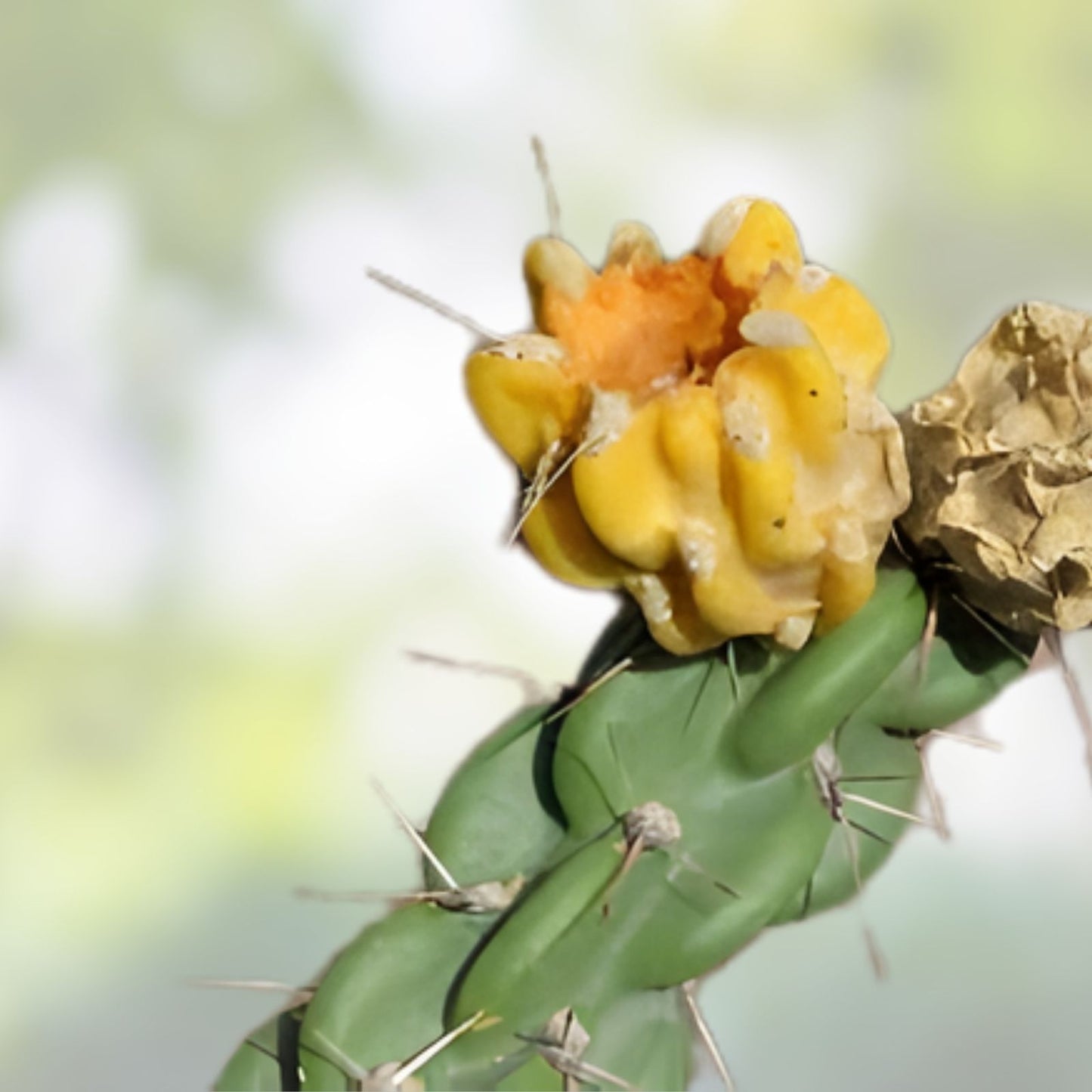 Tree Cholla Cuttings - Cylindropuntia imbricata - Drought-Tolerant Succulent for Gardens and Landscapes