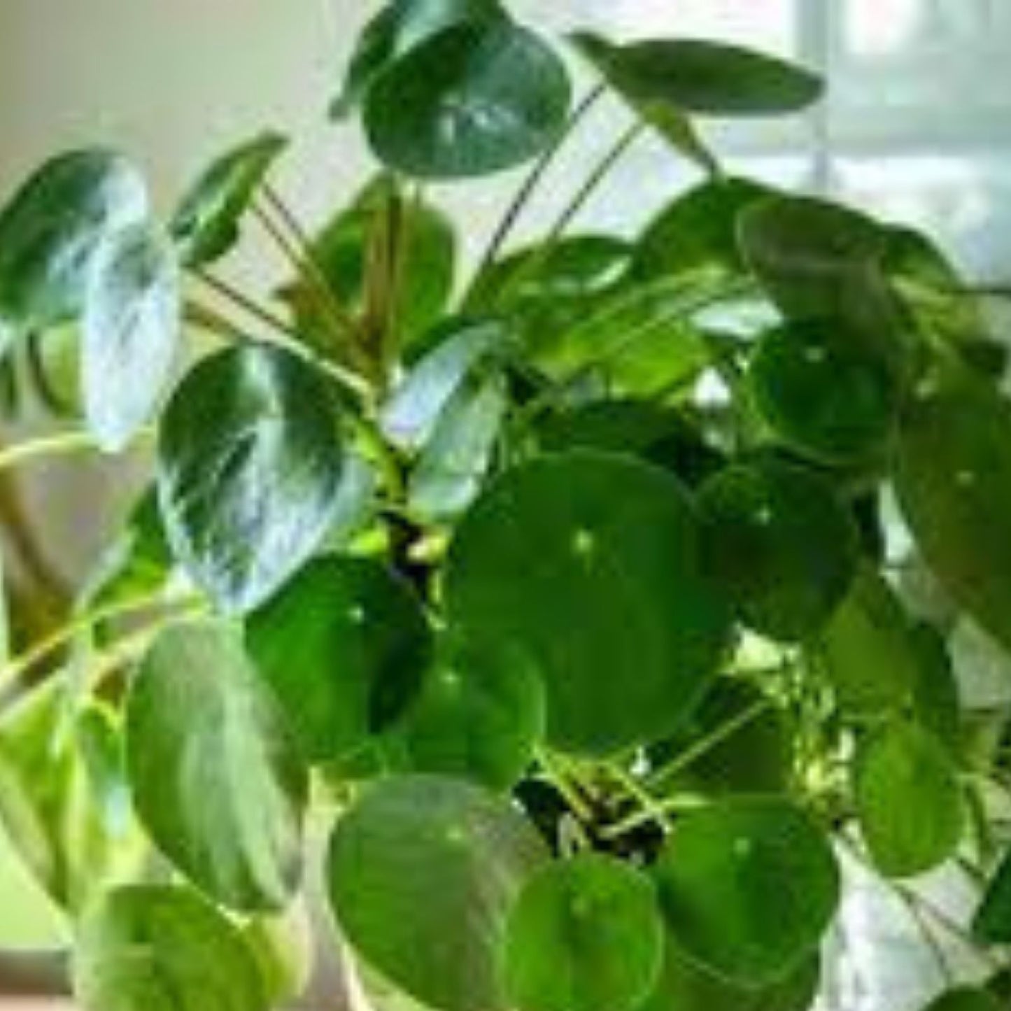 Pilea Peperomioides Plant - 4" Pot - Chinese Money Plant - Easy Care Indoor Houseplant - Modern Home Décor Accessory