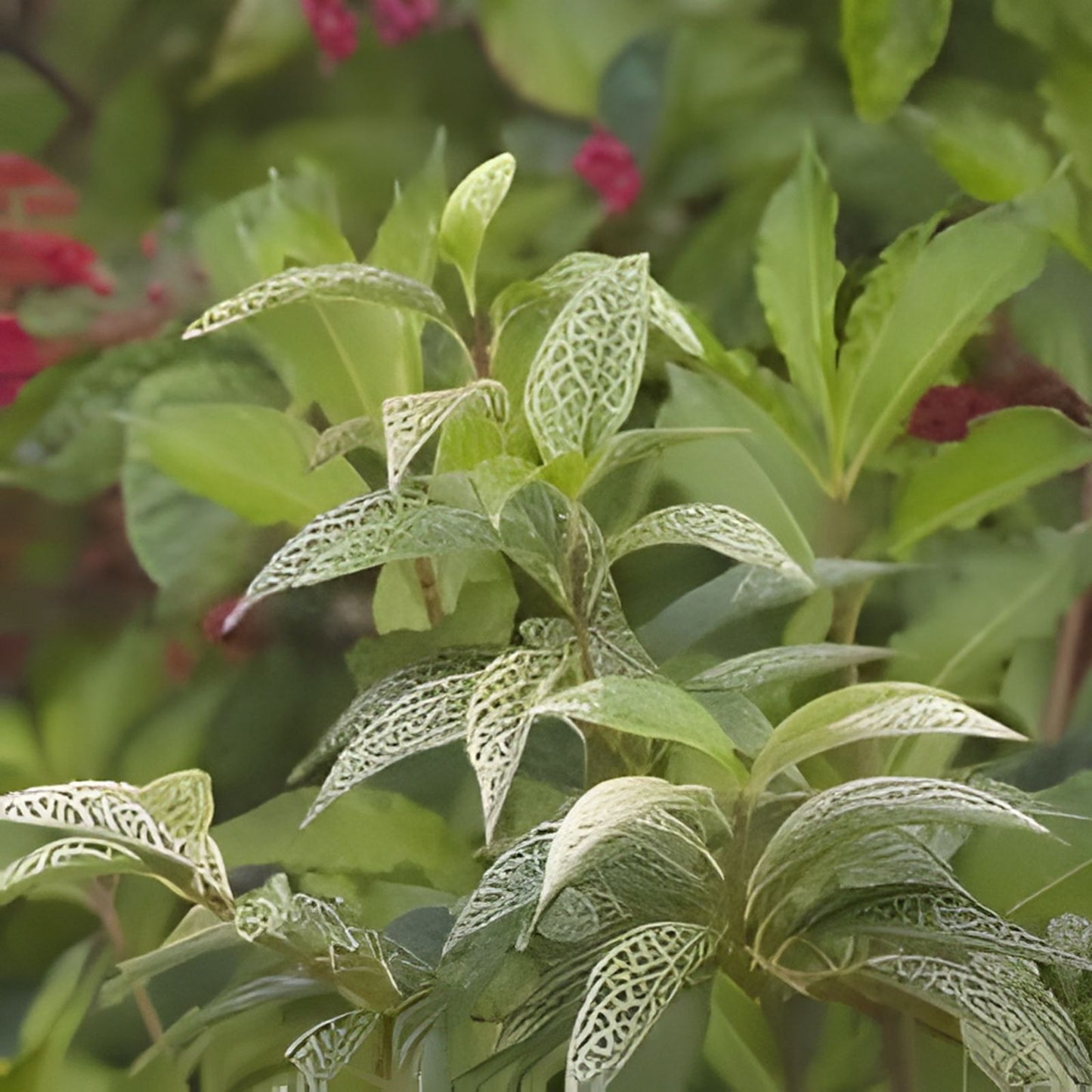 Forsythia Starter Plant - Variegated 6-12 Inch - Forsythia viridissima Variegated Liner - Garden Shrub for Spring Blooms