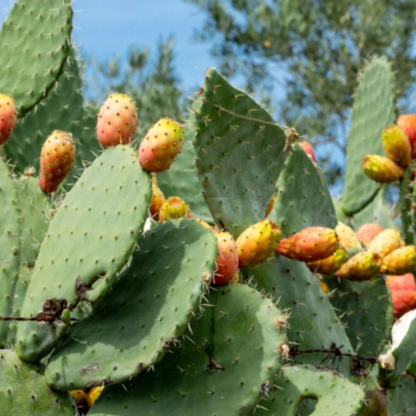 10" Opuntia Engelmannii Spiny Prickly Pear Cactus Cutting – Hardy Succulent for Indoor & Outdoor Gardens