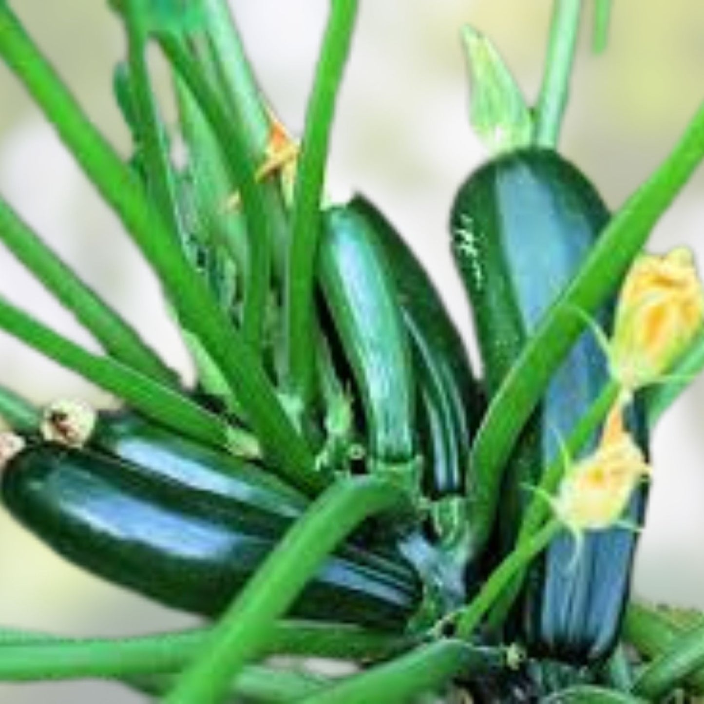 Black Beauty Zucchini Seeds 10 Pack, Dark Green Summer Squash, Cucurbita pepo Vegetable Seeds for Gardening