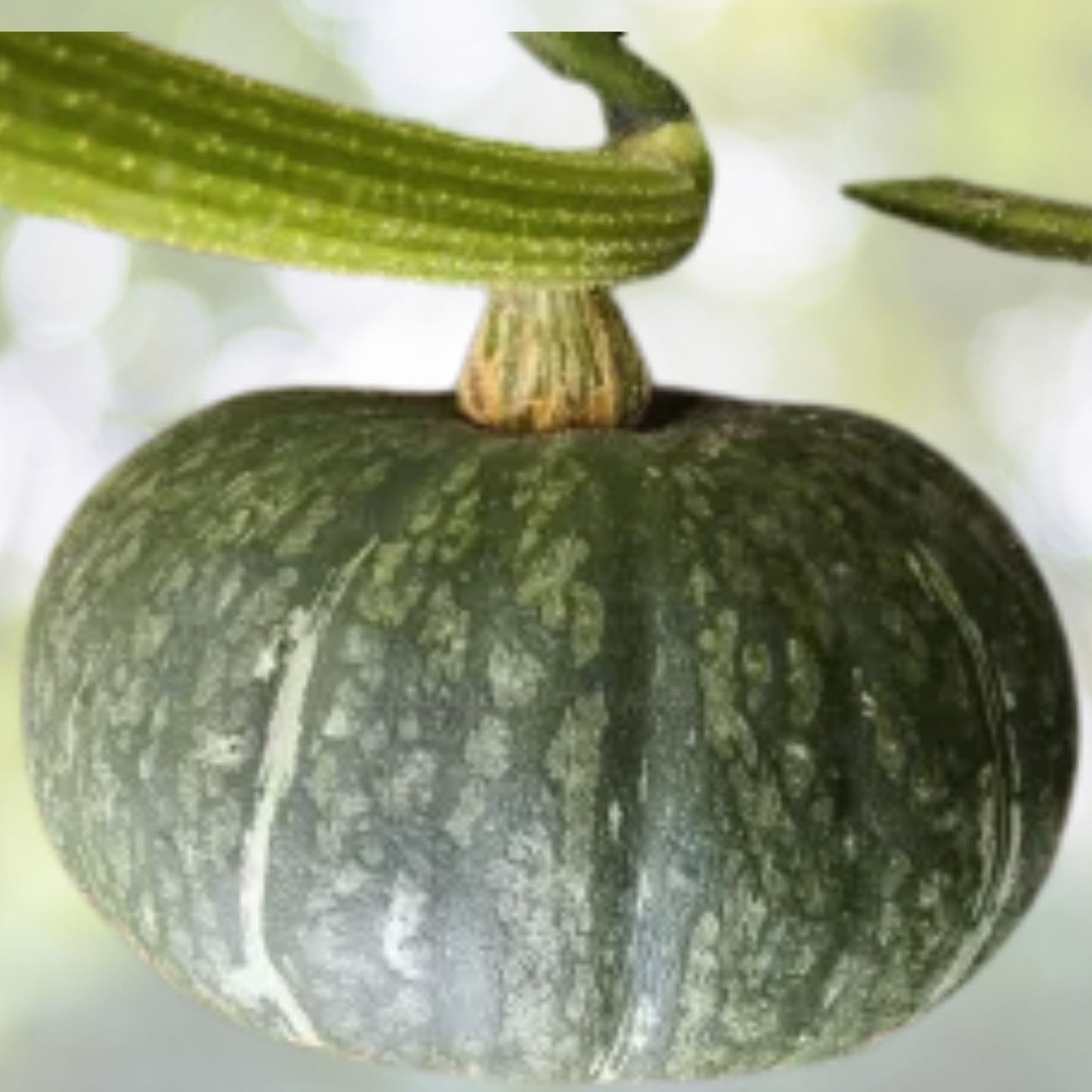 Taro Flavor Pumpkin Seeds - 10+ XiangYu Nangua Chinese Winter Squash Hybrid F1 - USA Grown